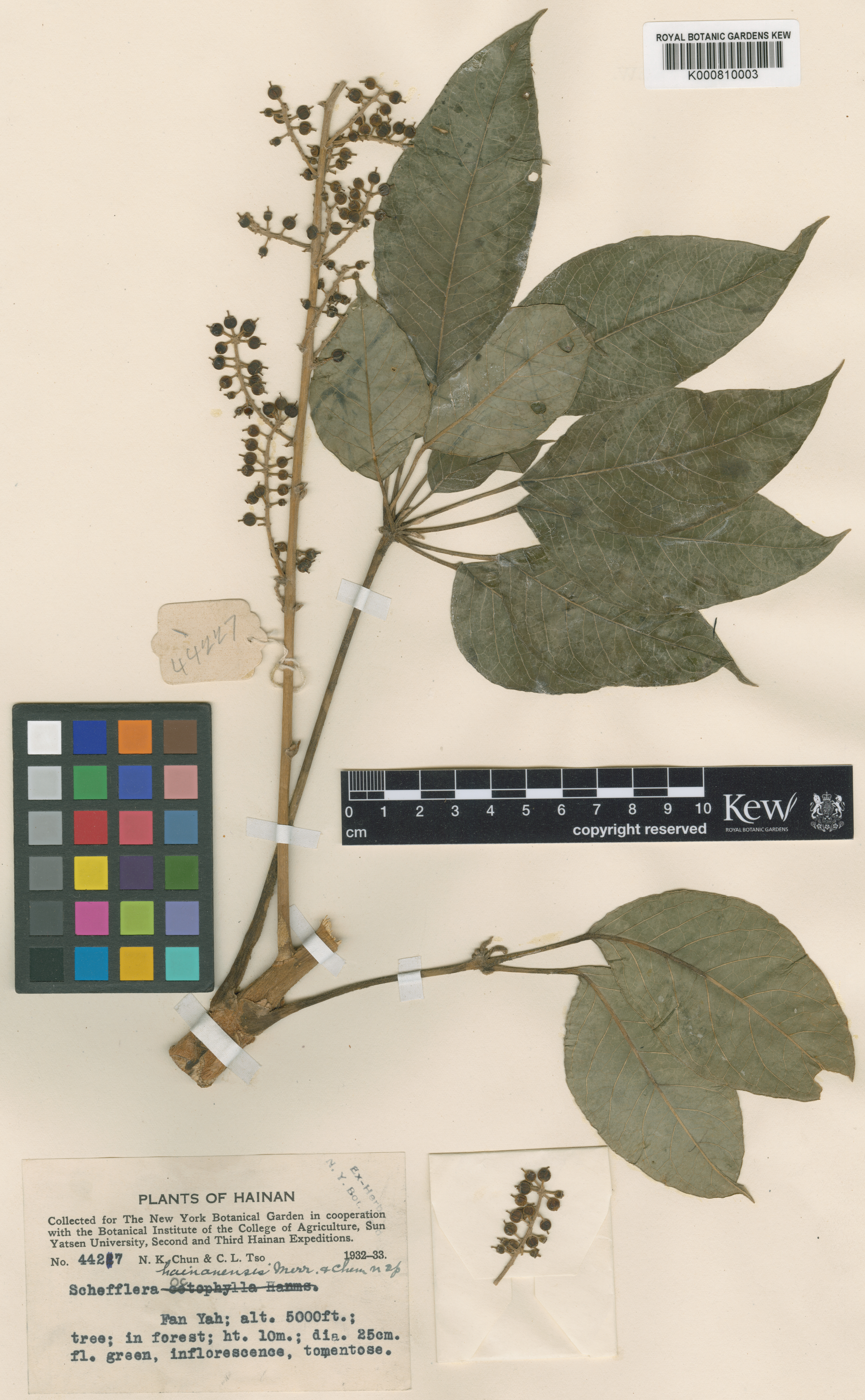 Heptapleurum hainanense (Heptapleurum hainanense)