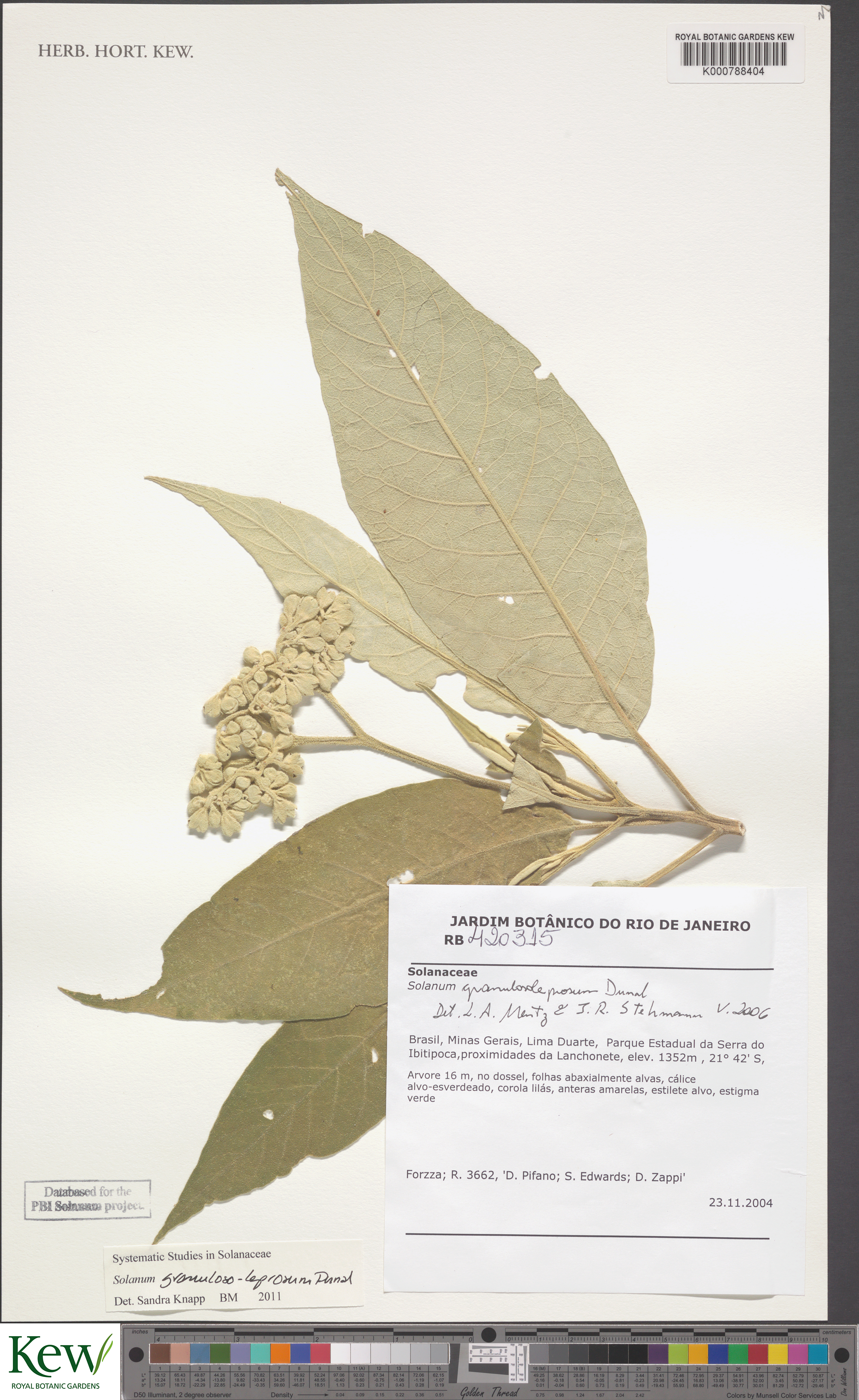 Solanum granulosoleprosum