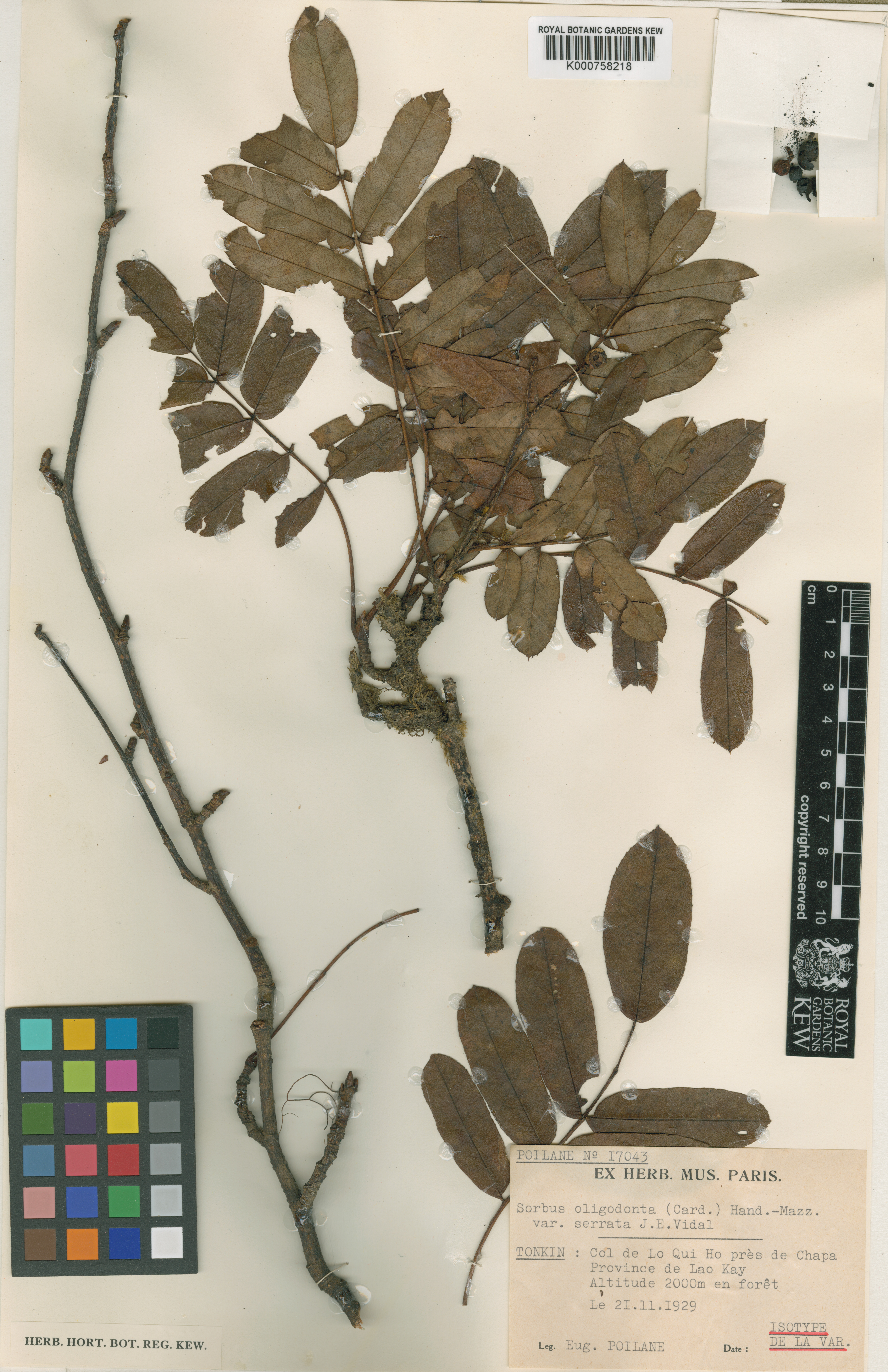 Sorbus oligodonta (Sorbus oligodonta)