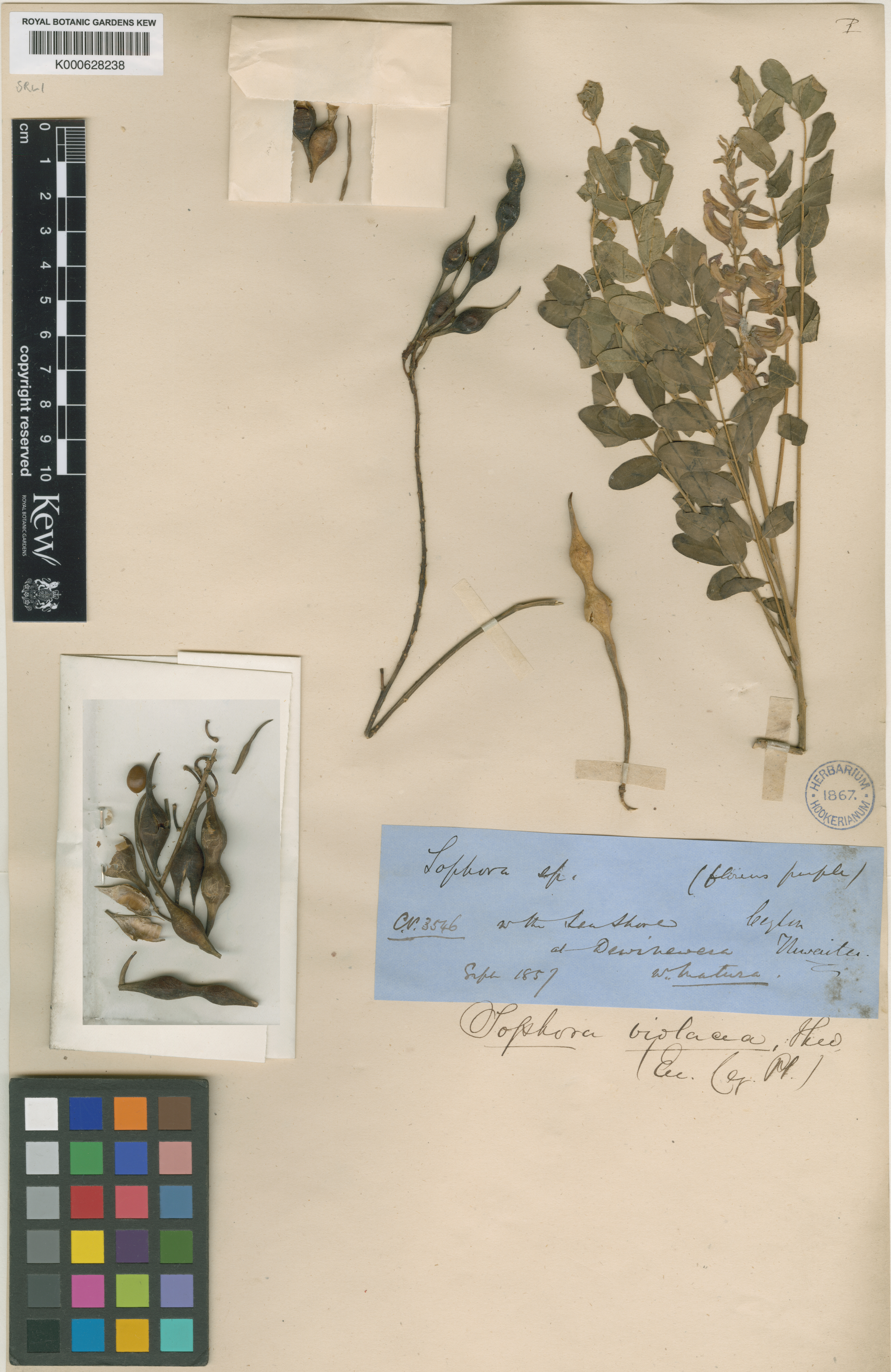 Sophora violacea (Sophora violacea)