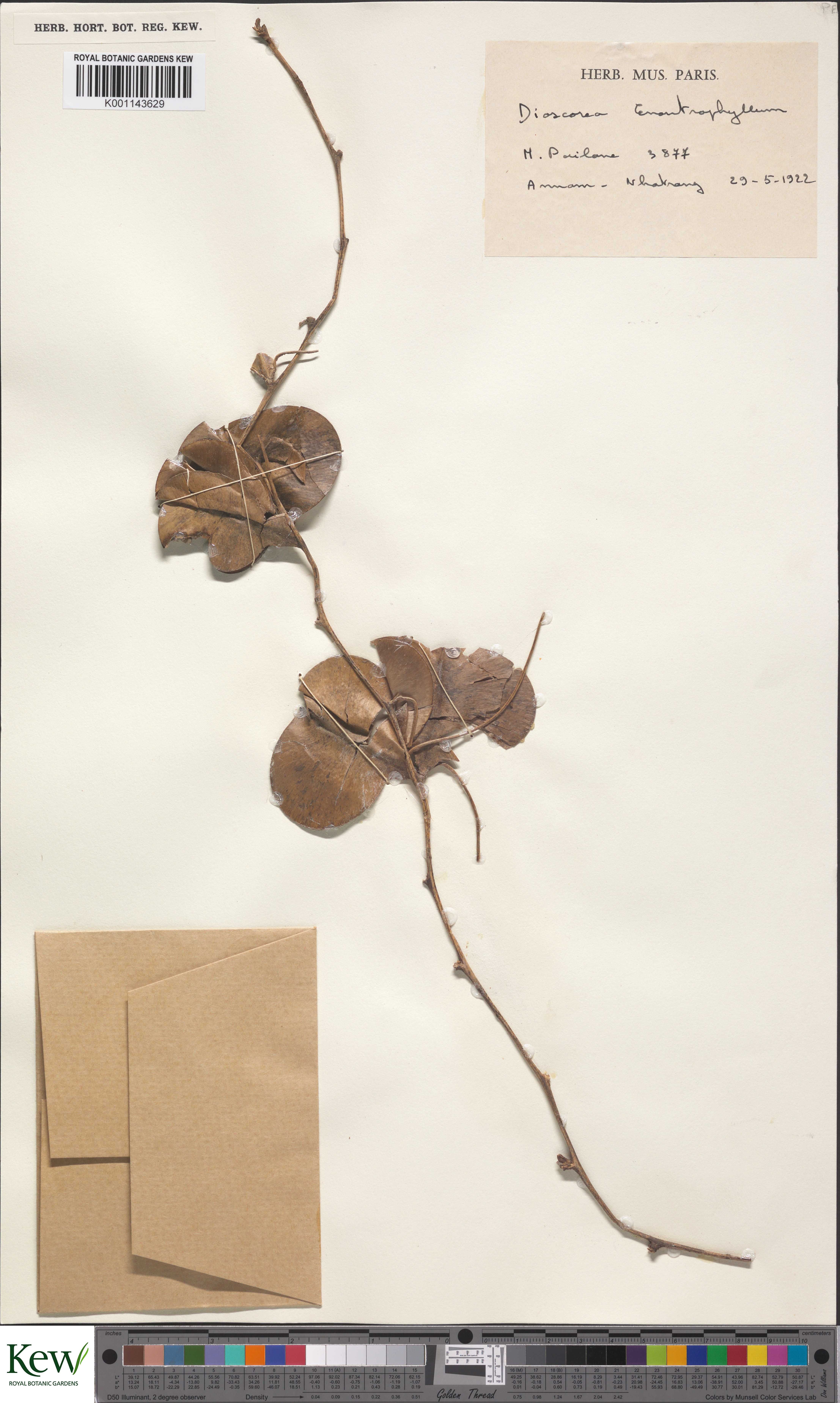 Dioscorea paradoxa — ảnh 3
