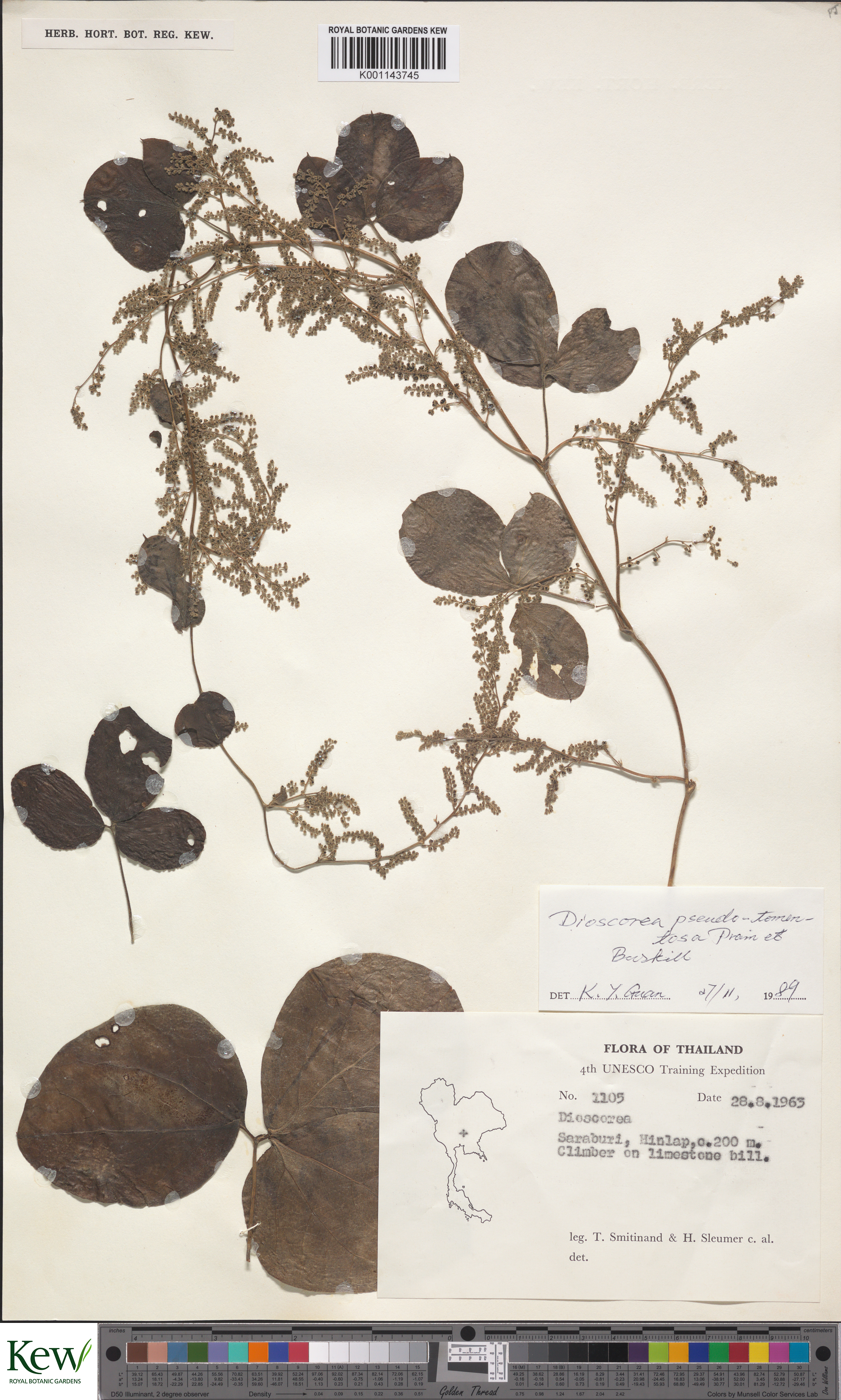 Dioscorea pseudotomentosa
