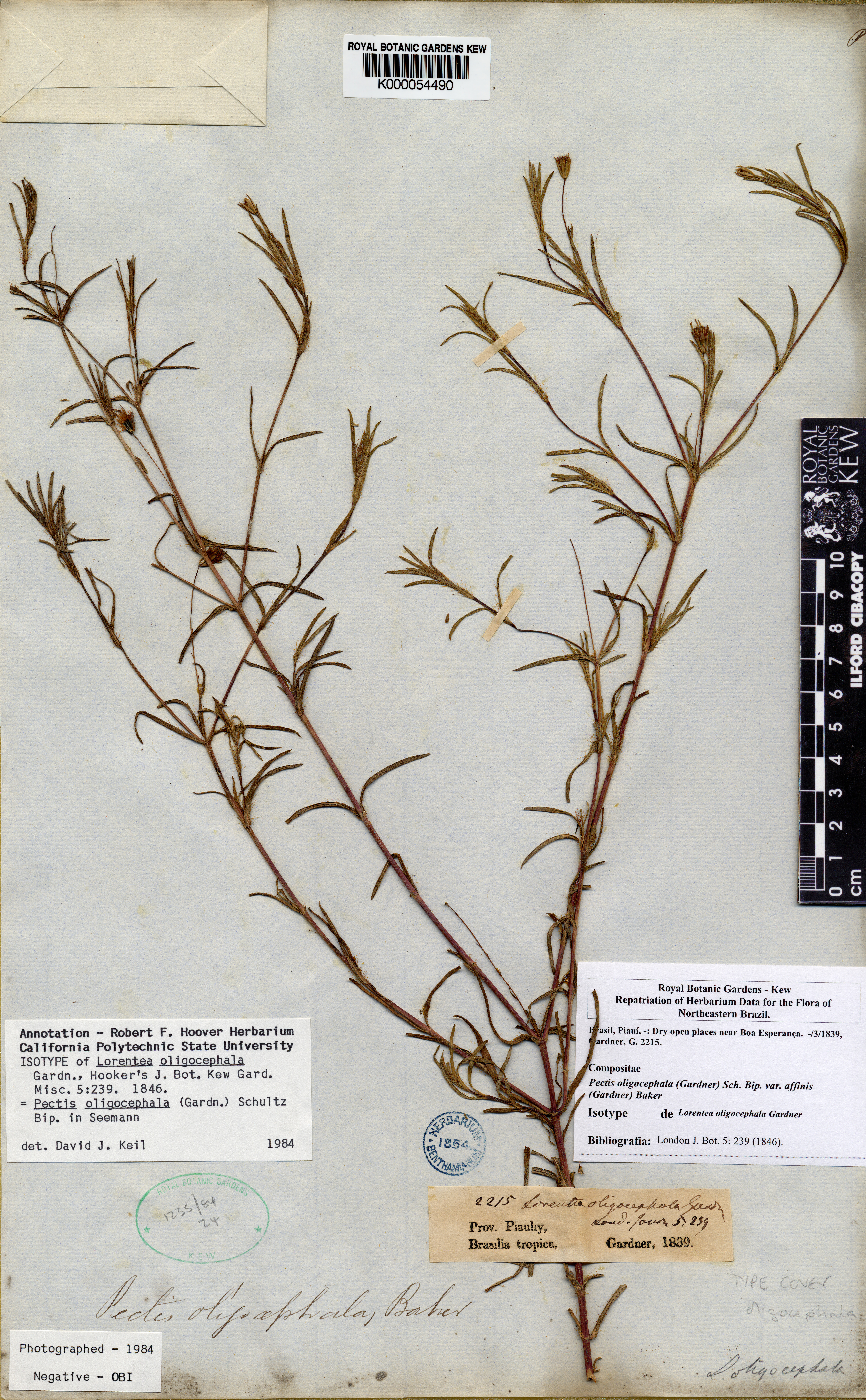 Pectis oligocephala