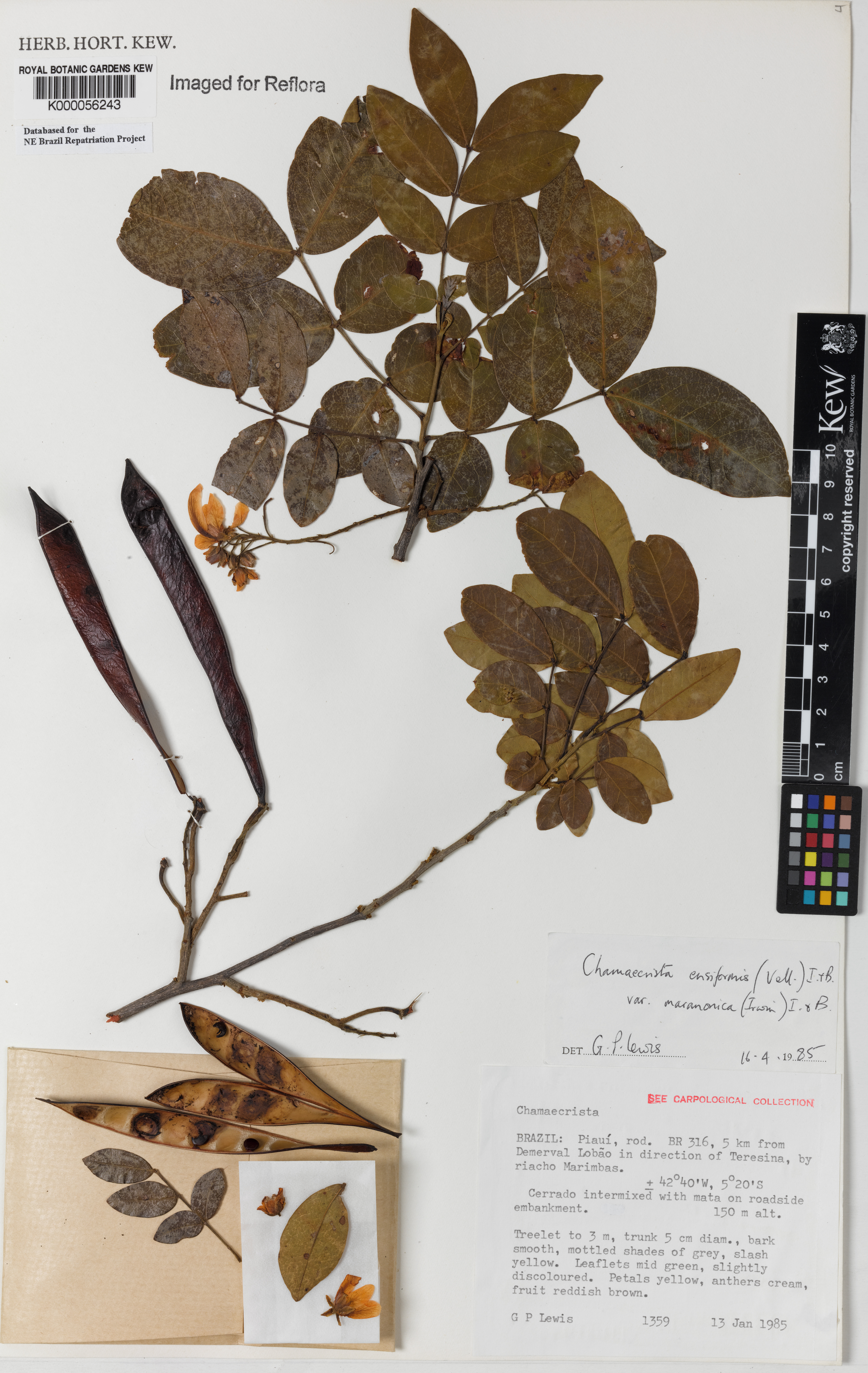 Chamaecrista ensiformis