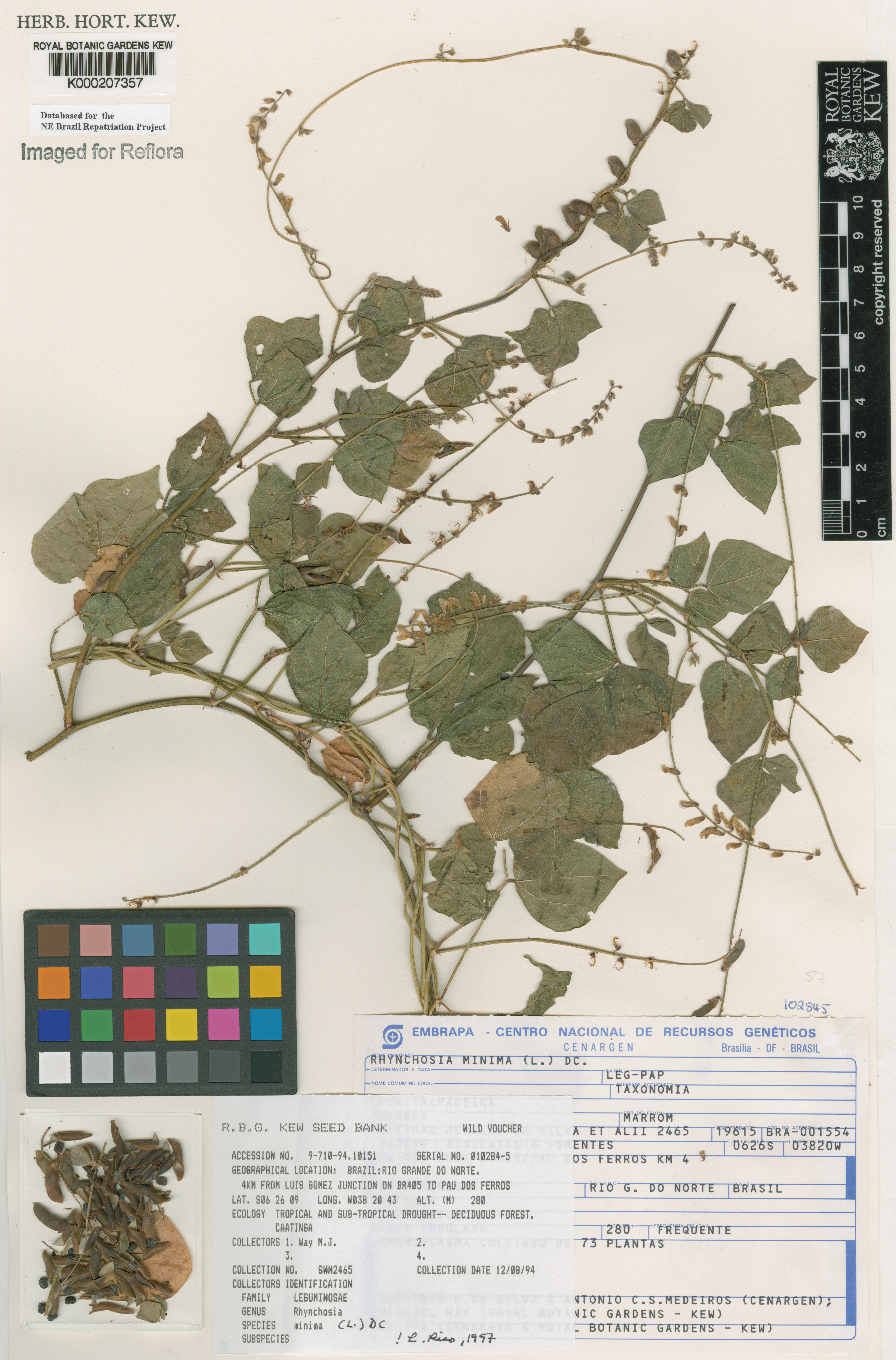 Rhynchosia minima