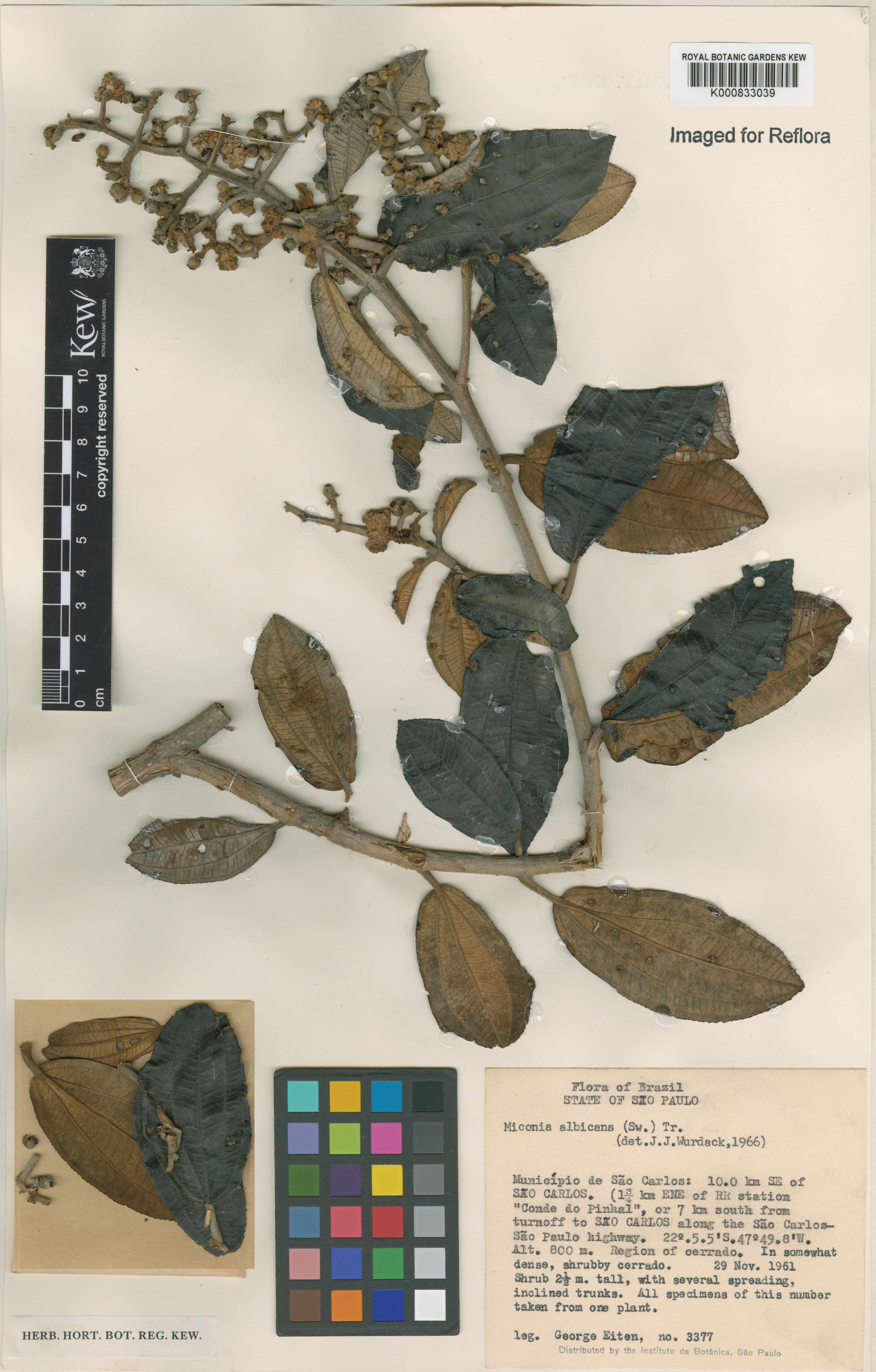 Miconia albicans