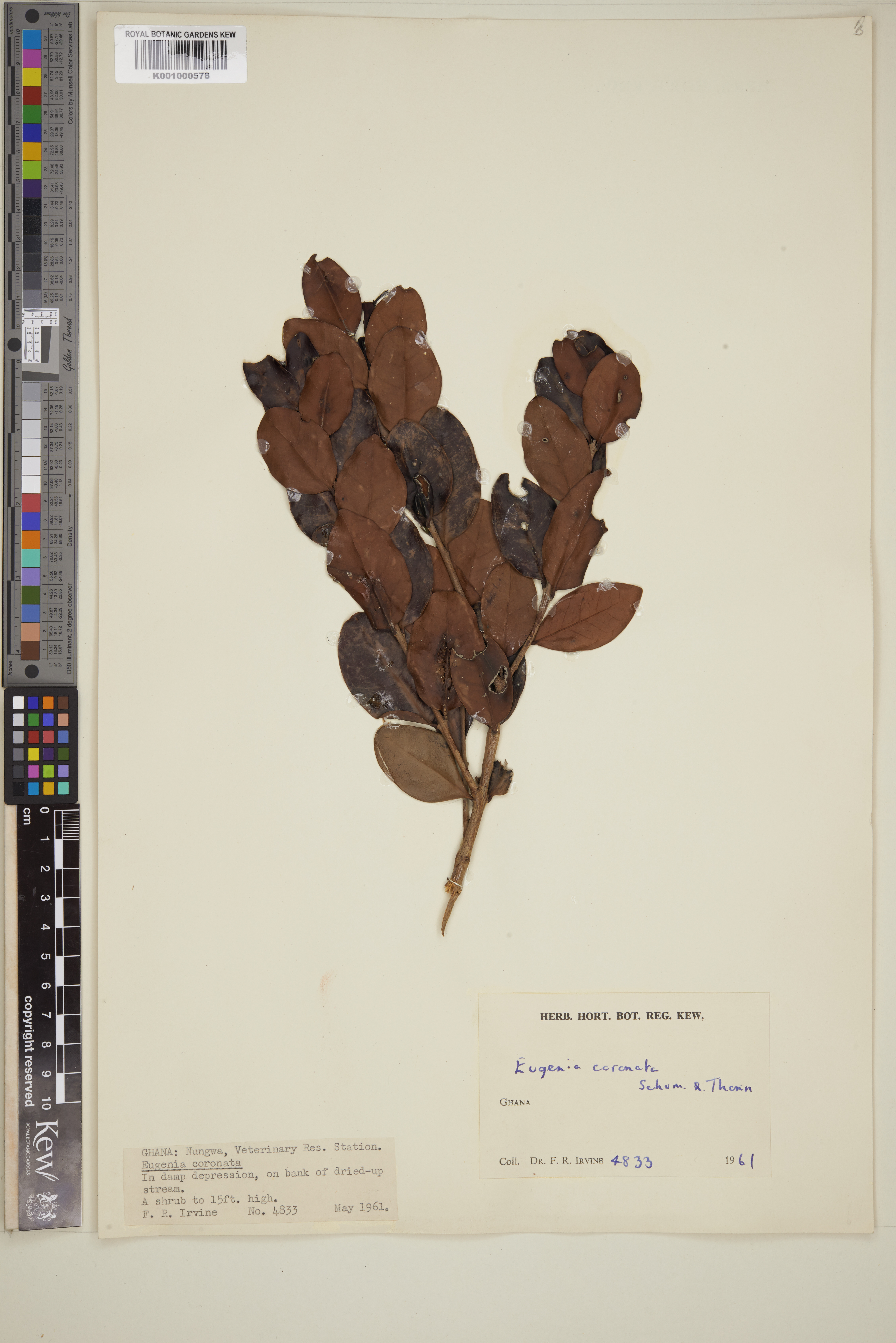Imagem de Eugenia coronata