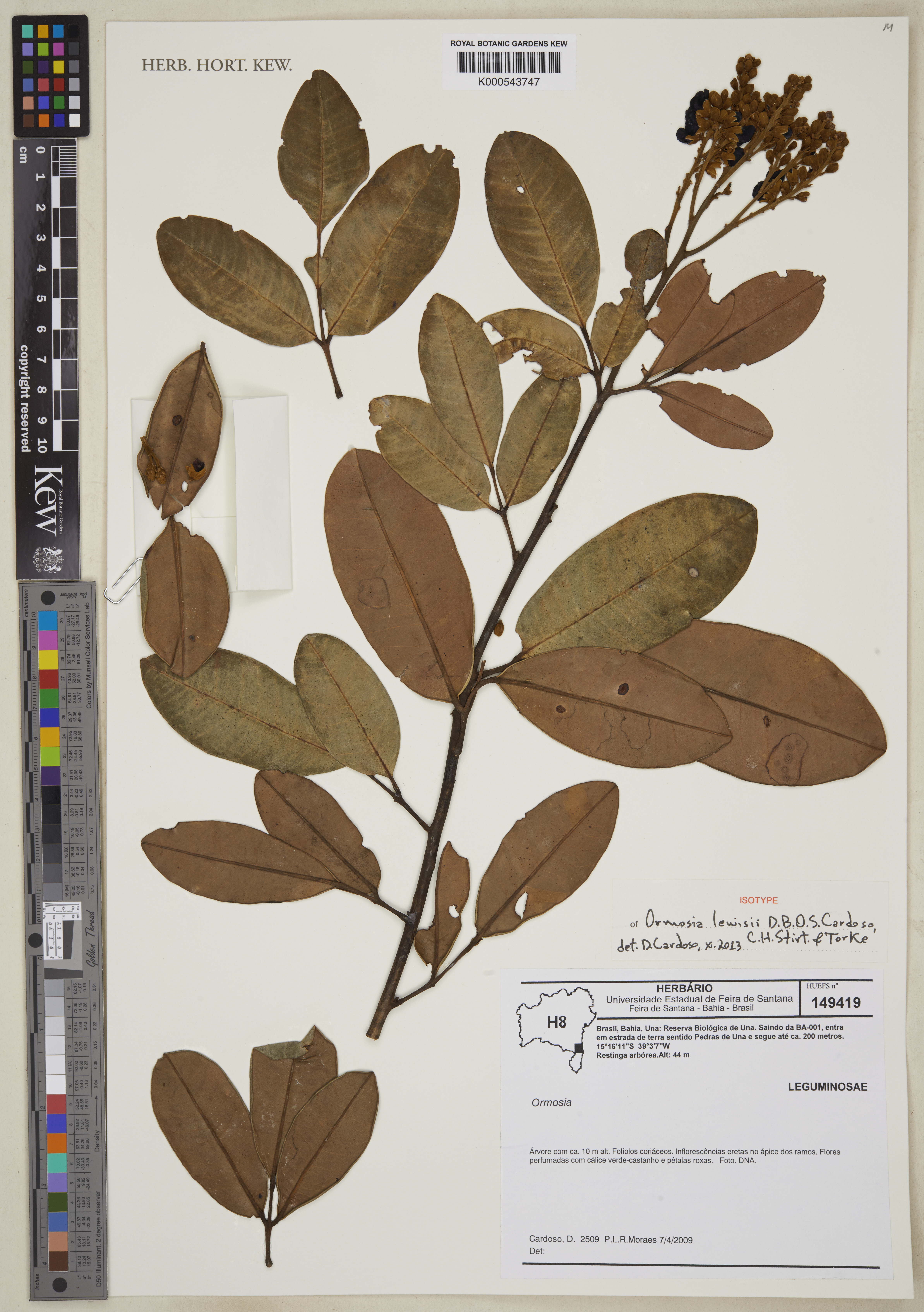 Ormosia lewisii
