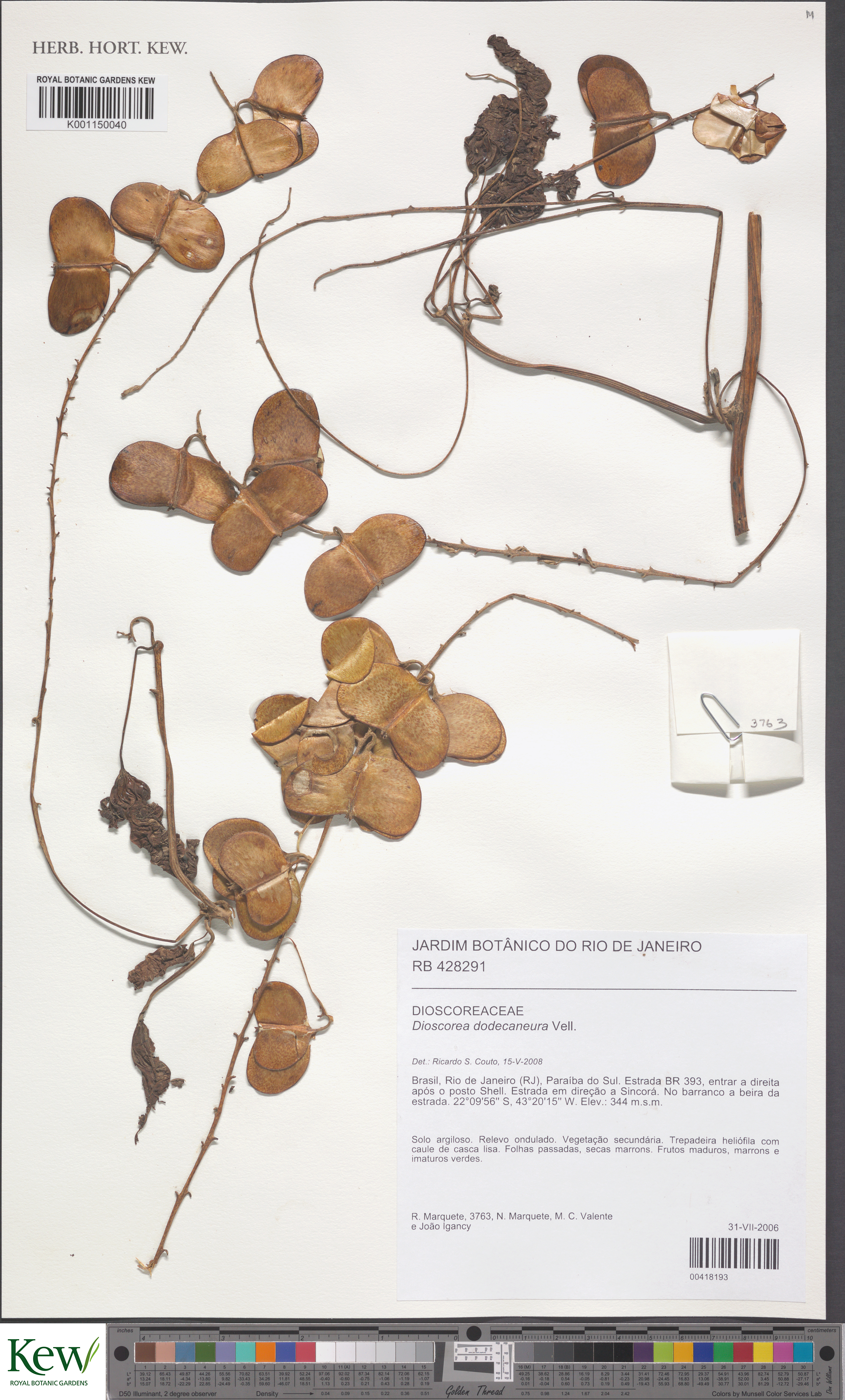 Dioscorea dodecaneura