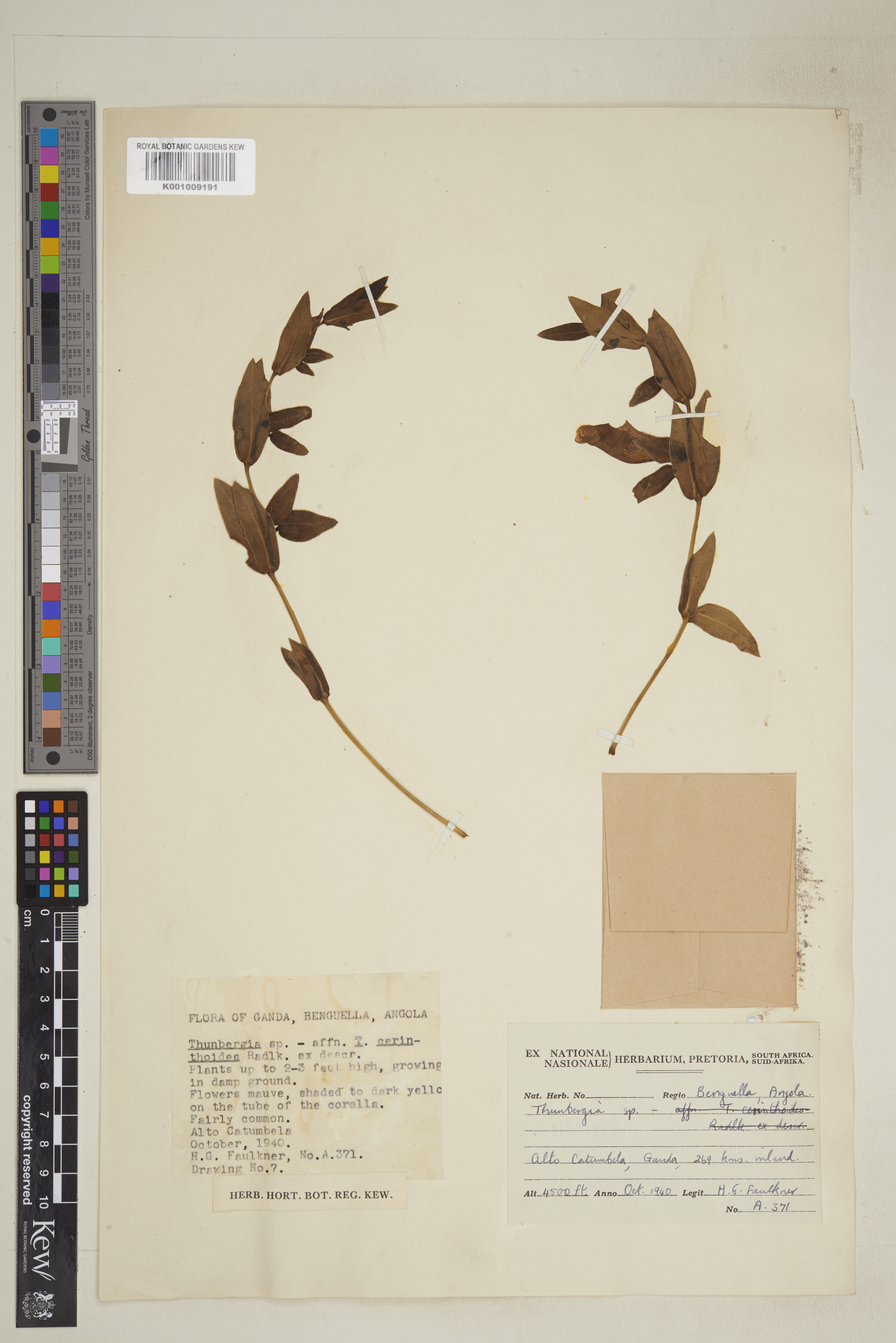 Thunbergia hyalina S.Moore
