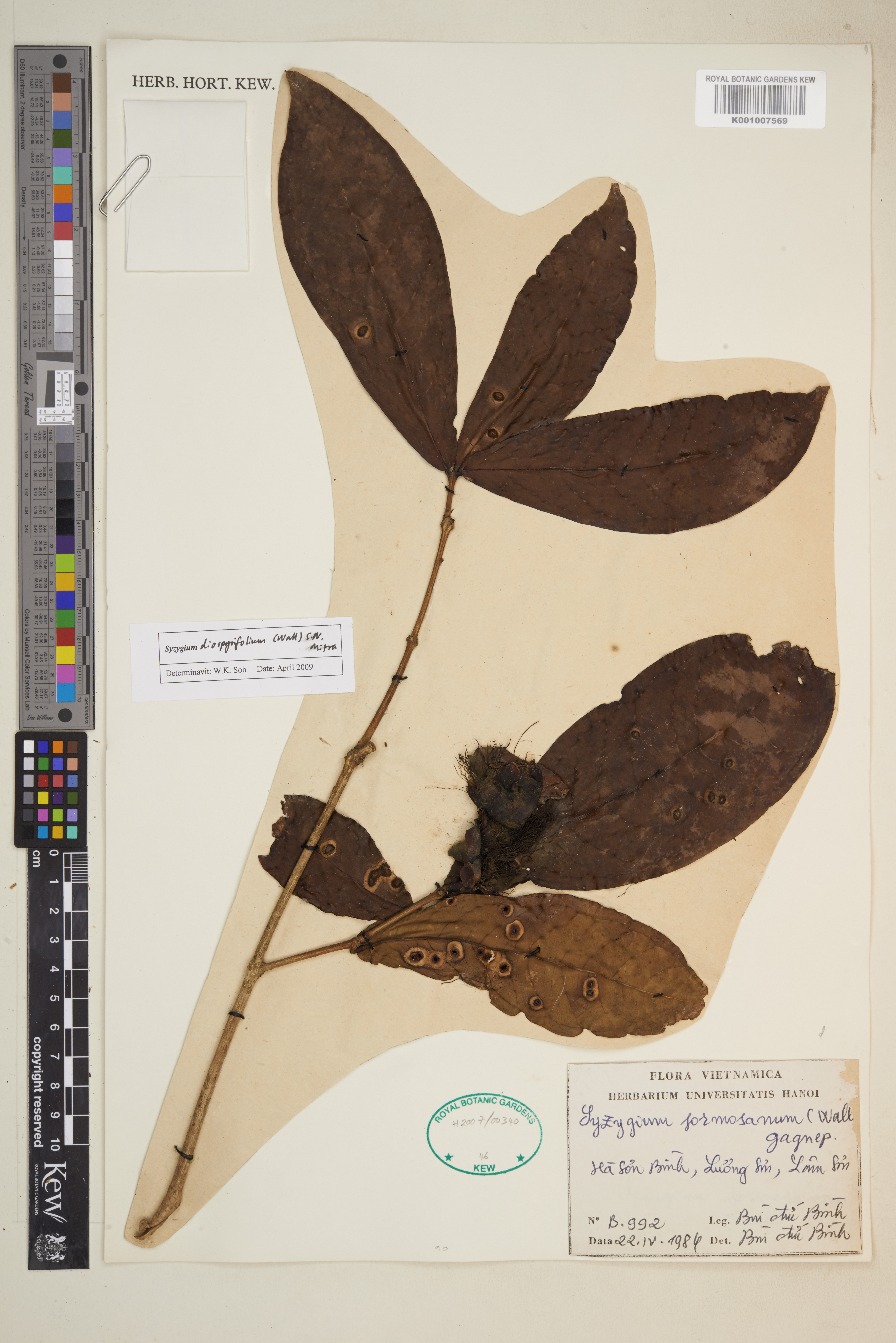 Syzygium diospyrifolium (Syzygium diospyrifolium)