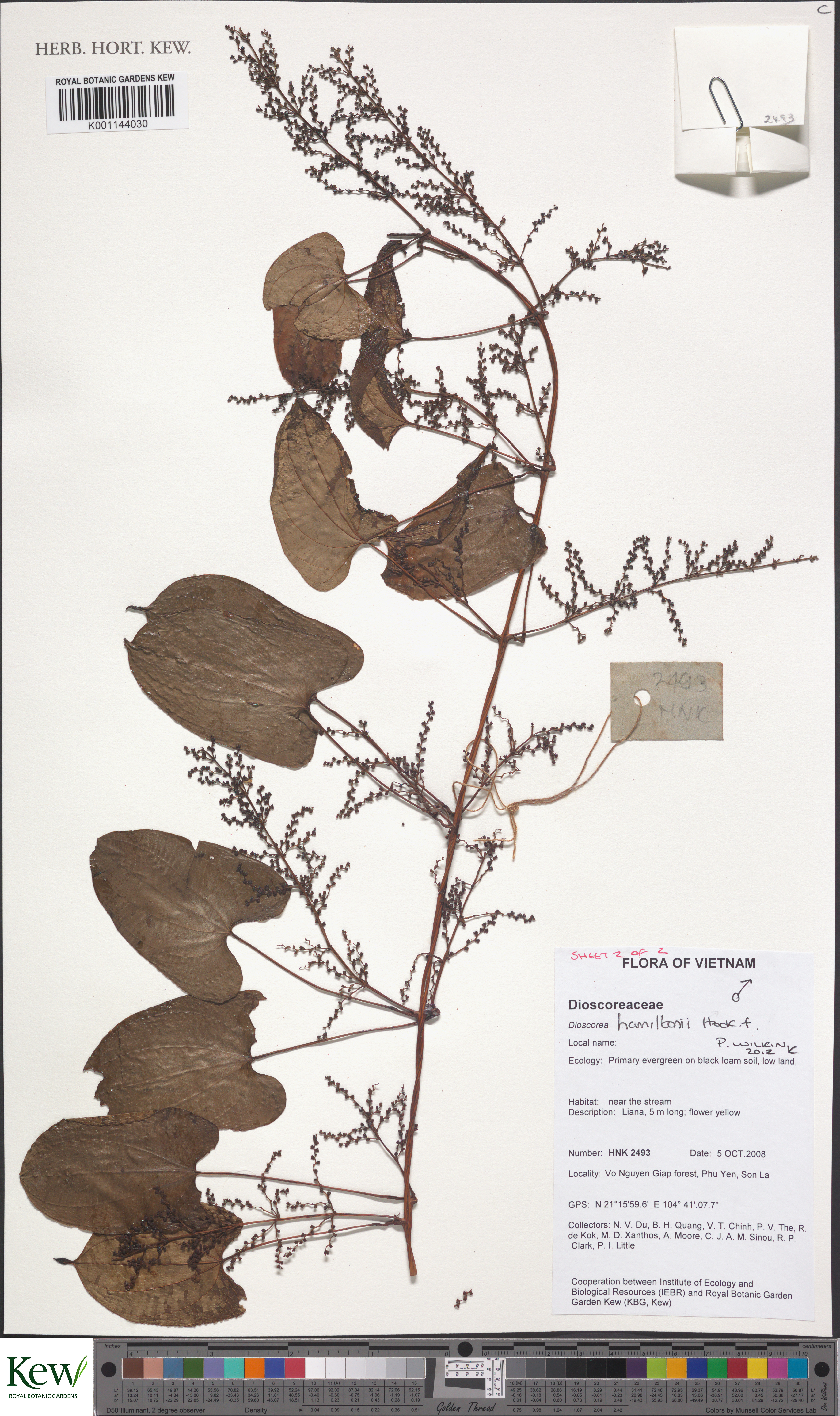 Dioscorea hamiltonii — ảnh 2