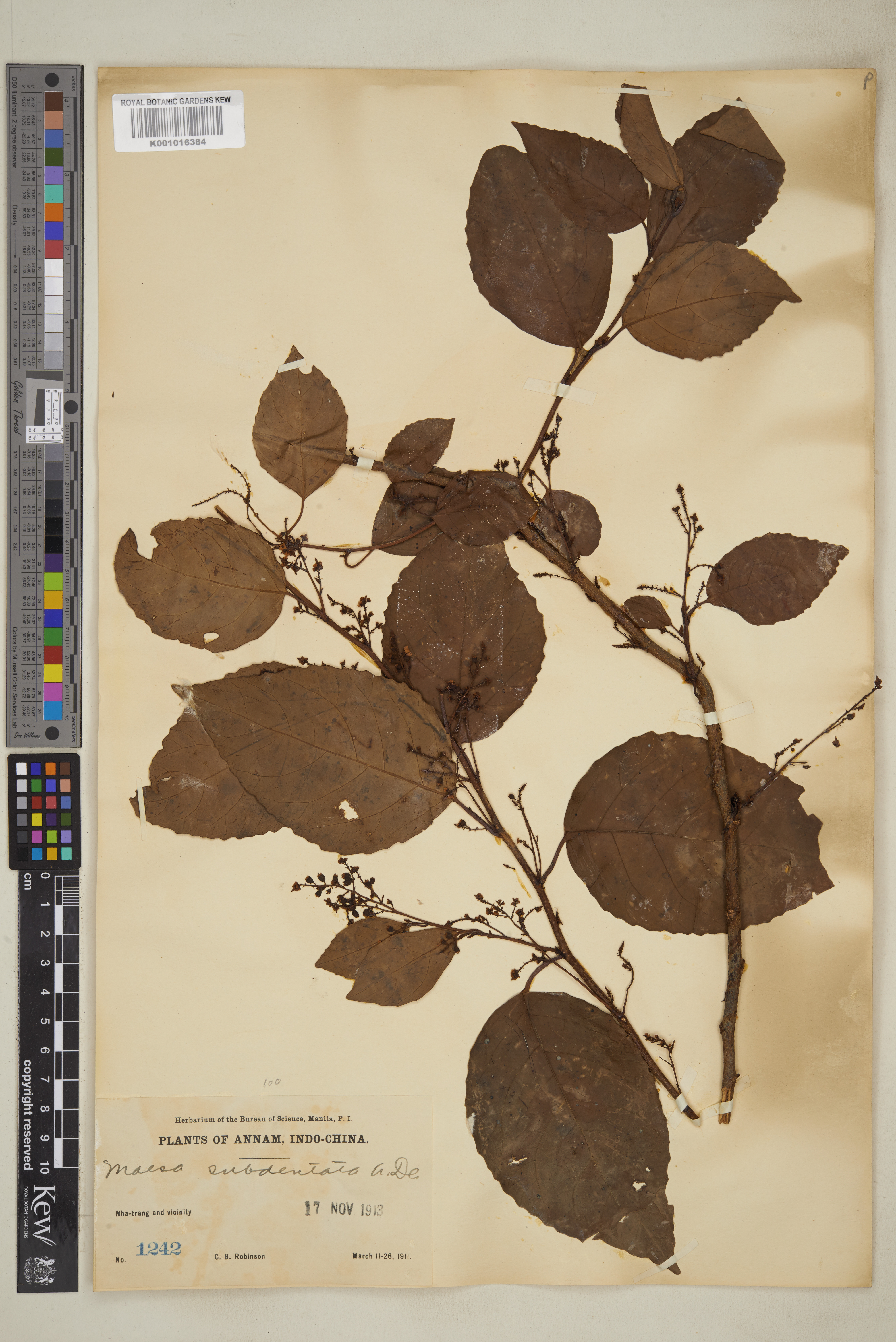 Maesa subdendata (Maesa subdendata)