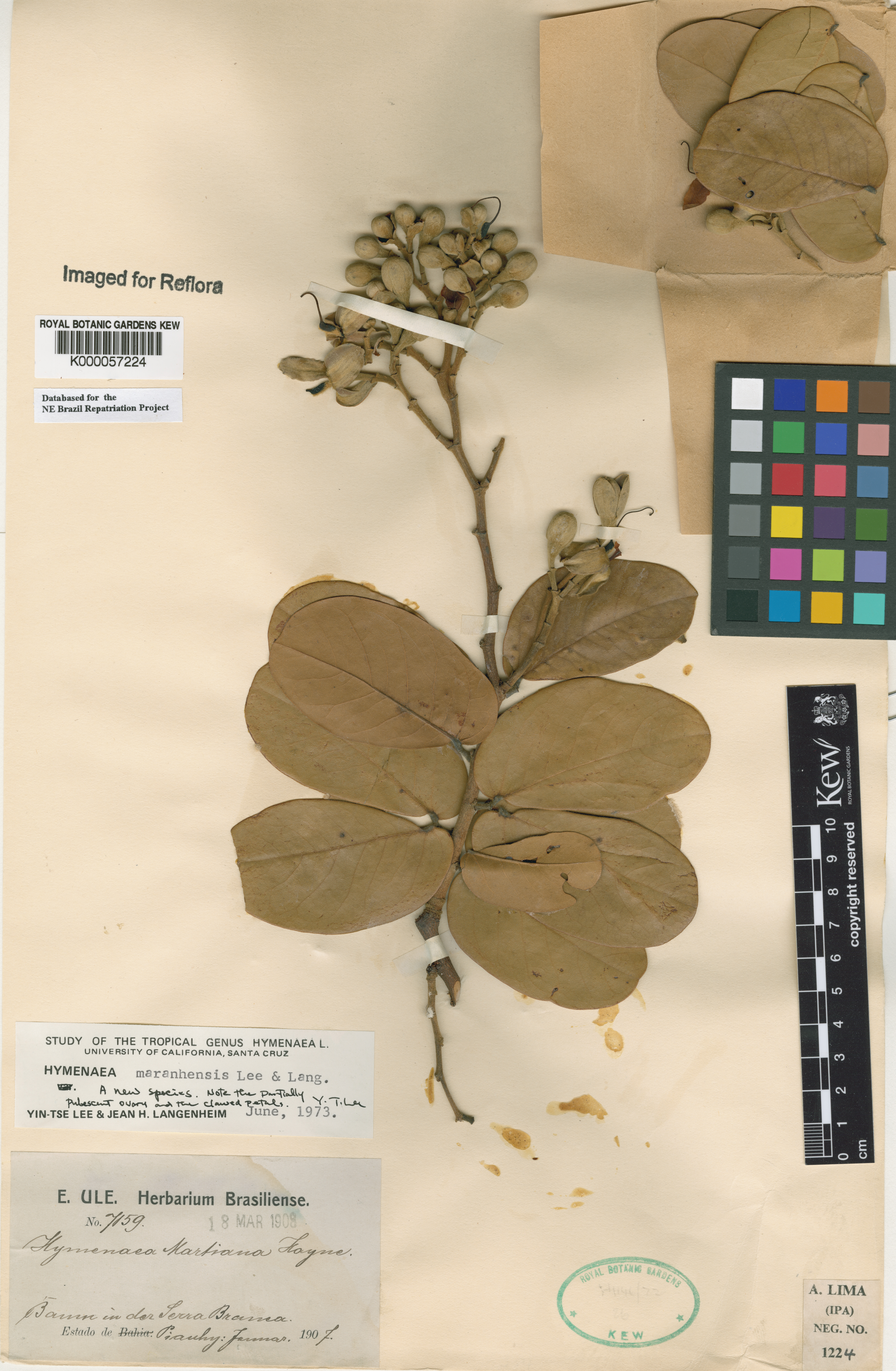 Hymenaea maranhensis