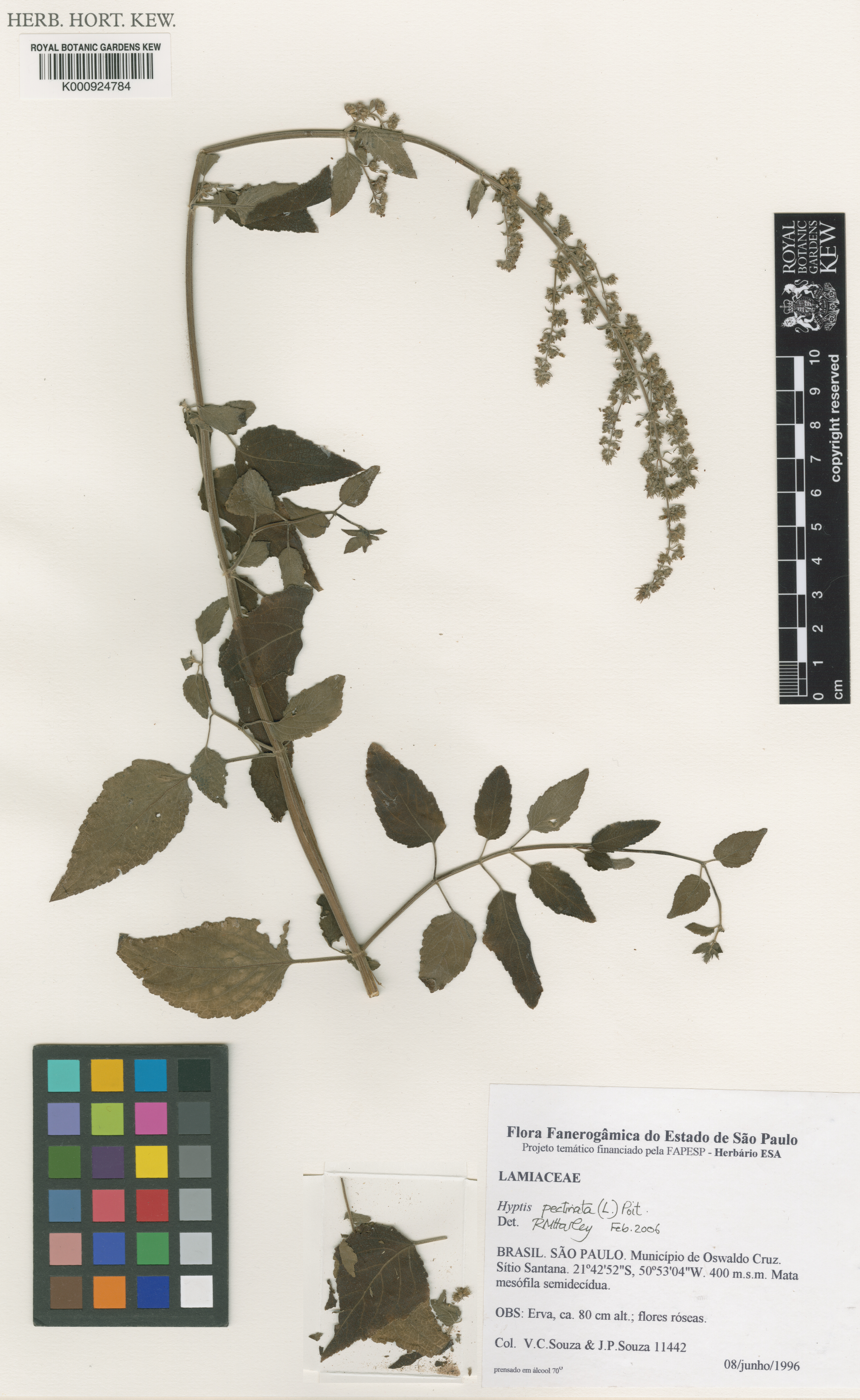 Mesosphaerum pectinatum