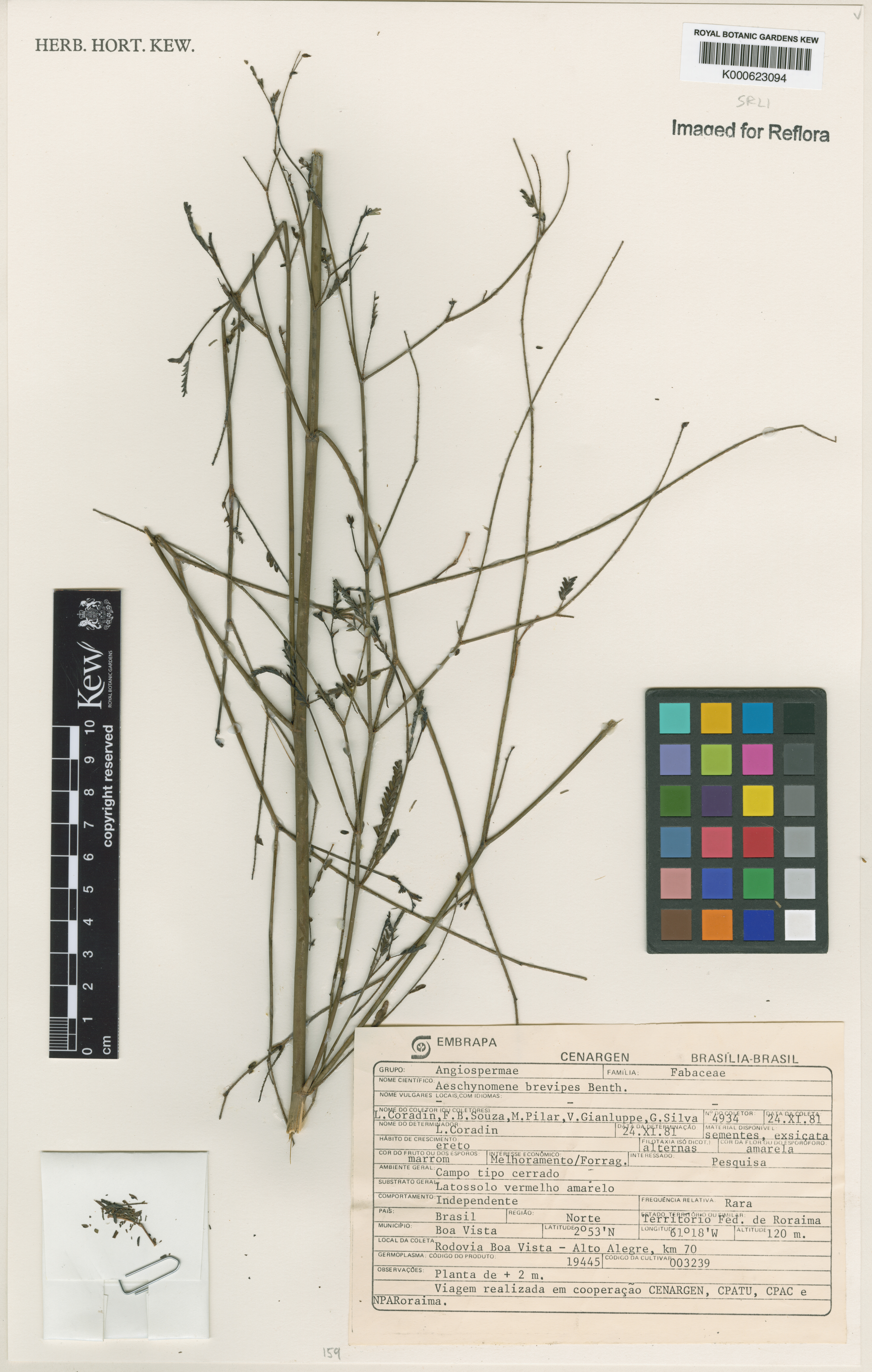 Aeschynomene brevipes