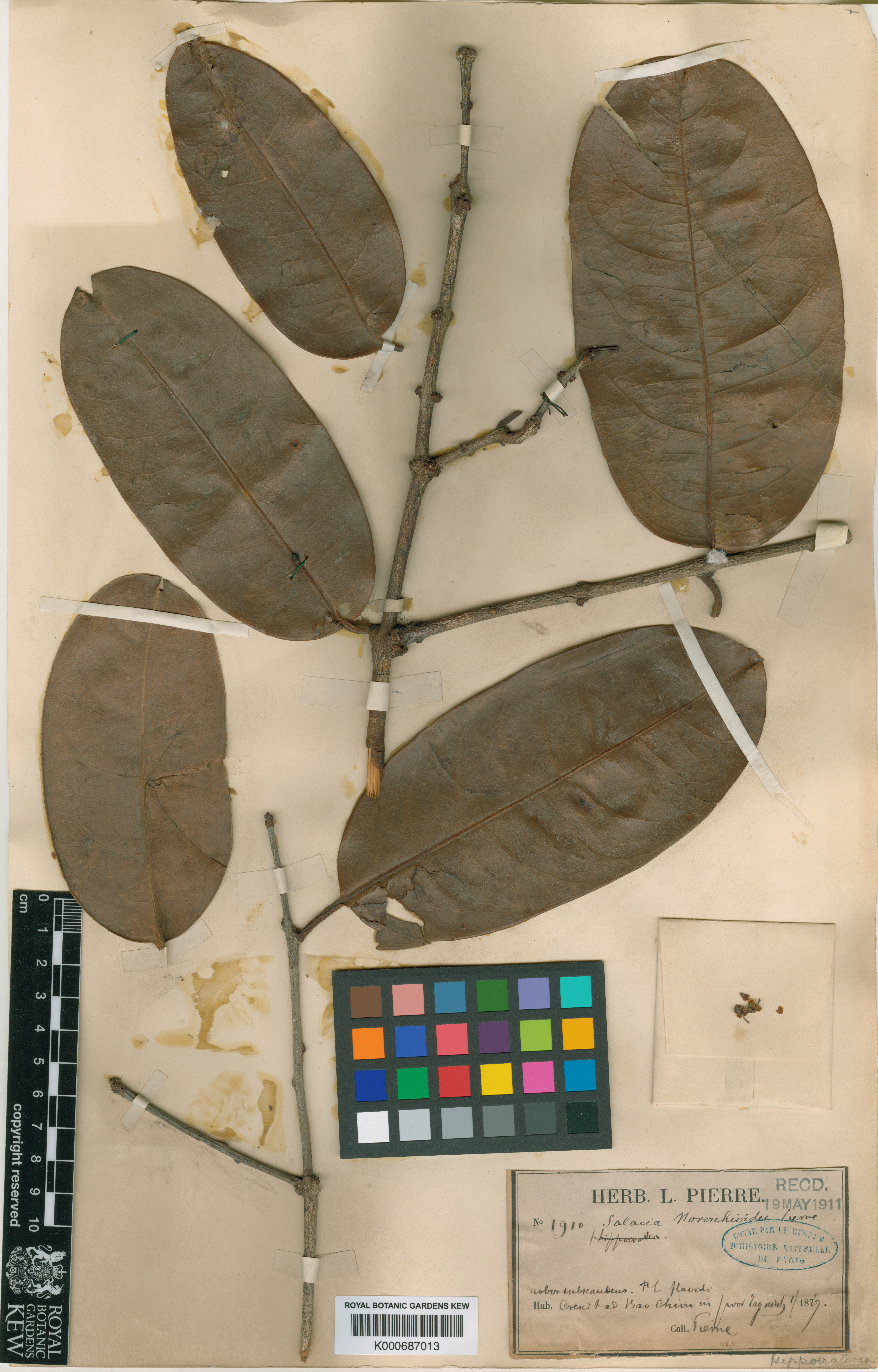 Salacia noronhioides (Salacia noronhioides)