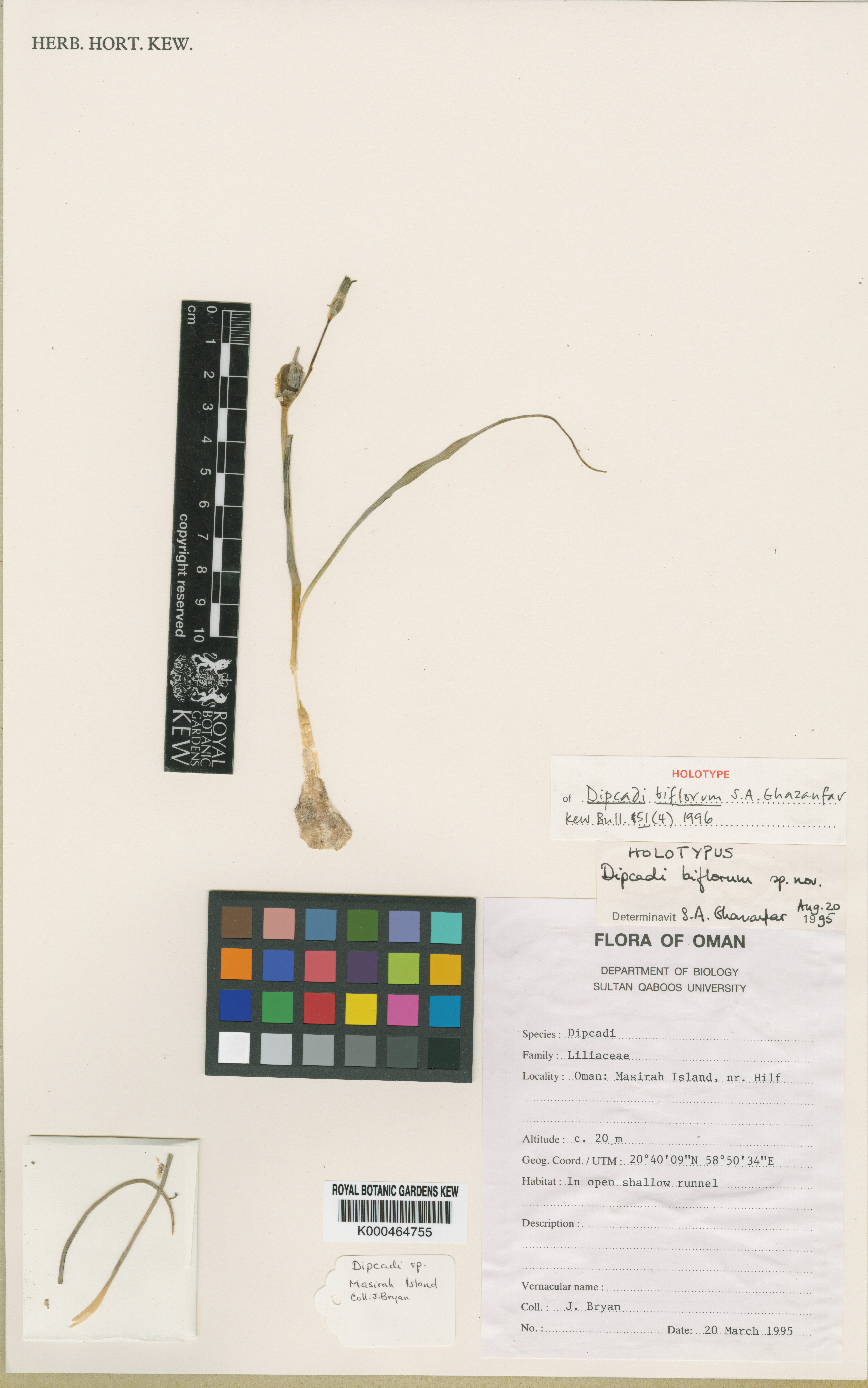 Dipcadi biflorum