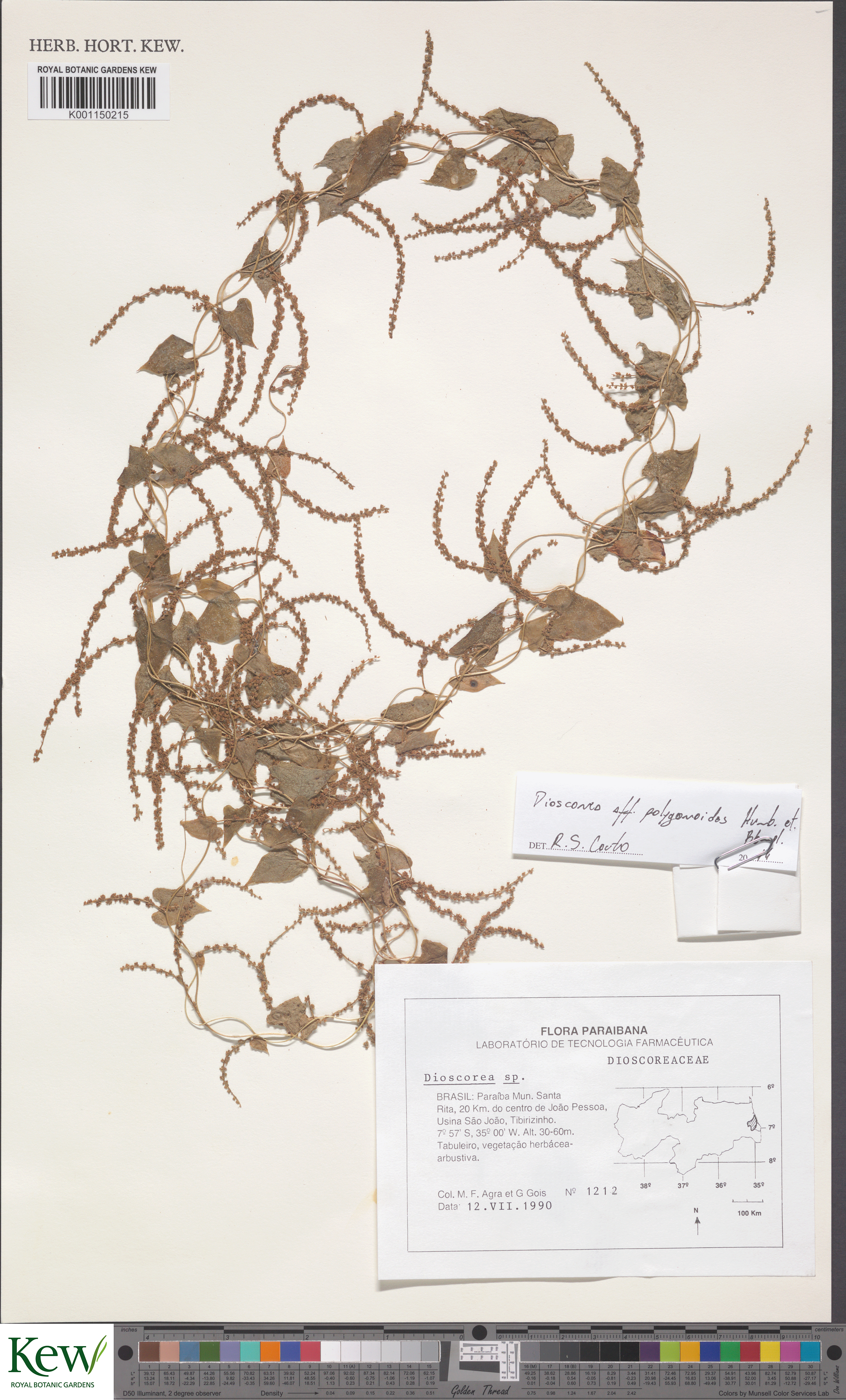 Dioscorea leptostachya