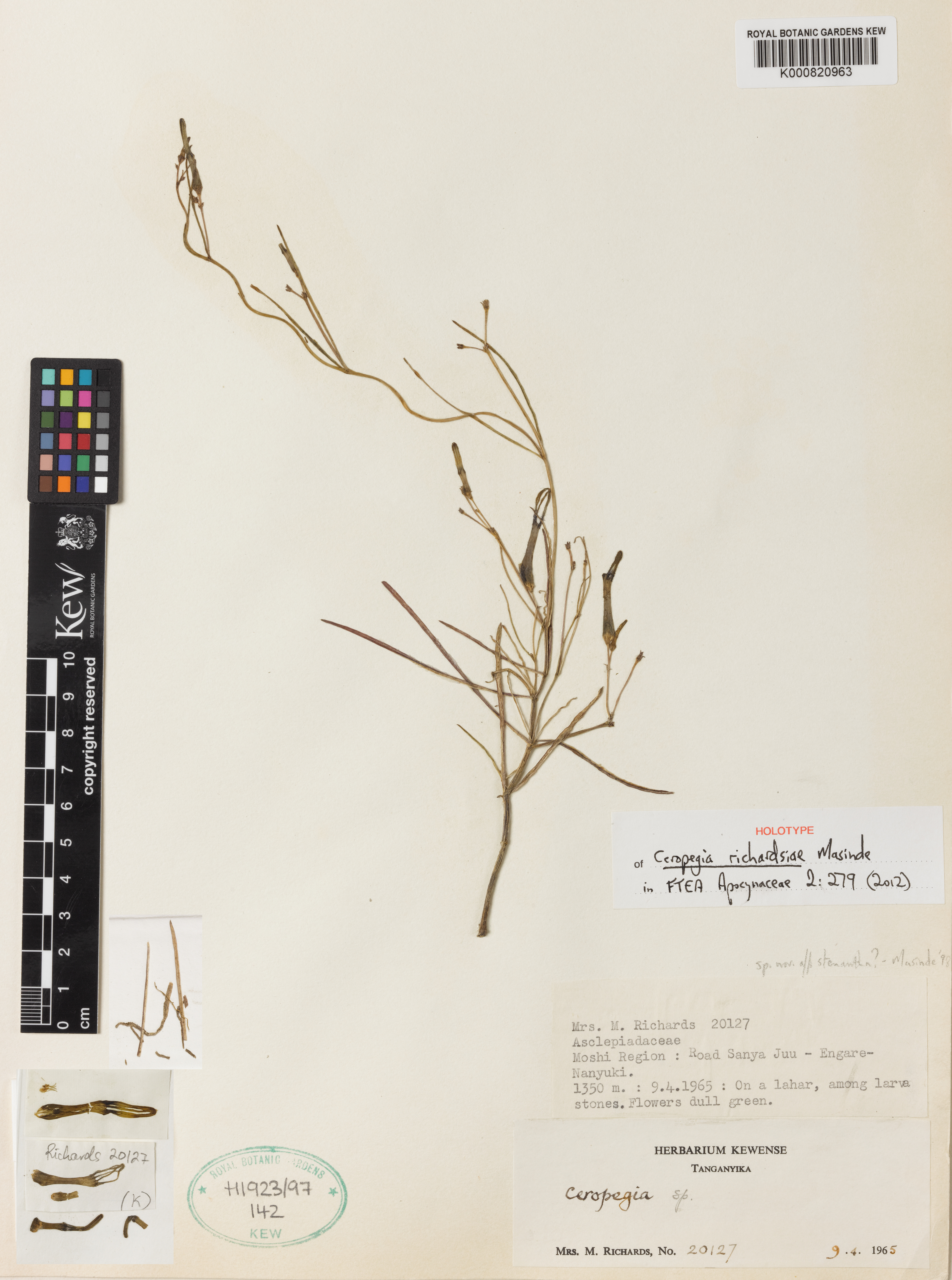 Ceropegia richardsiae