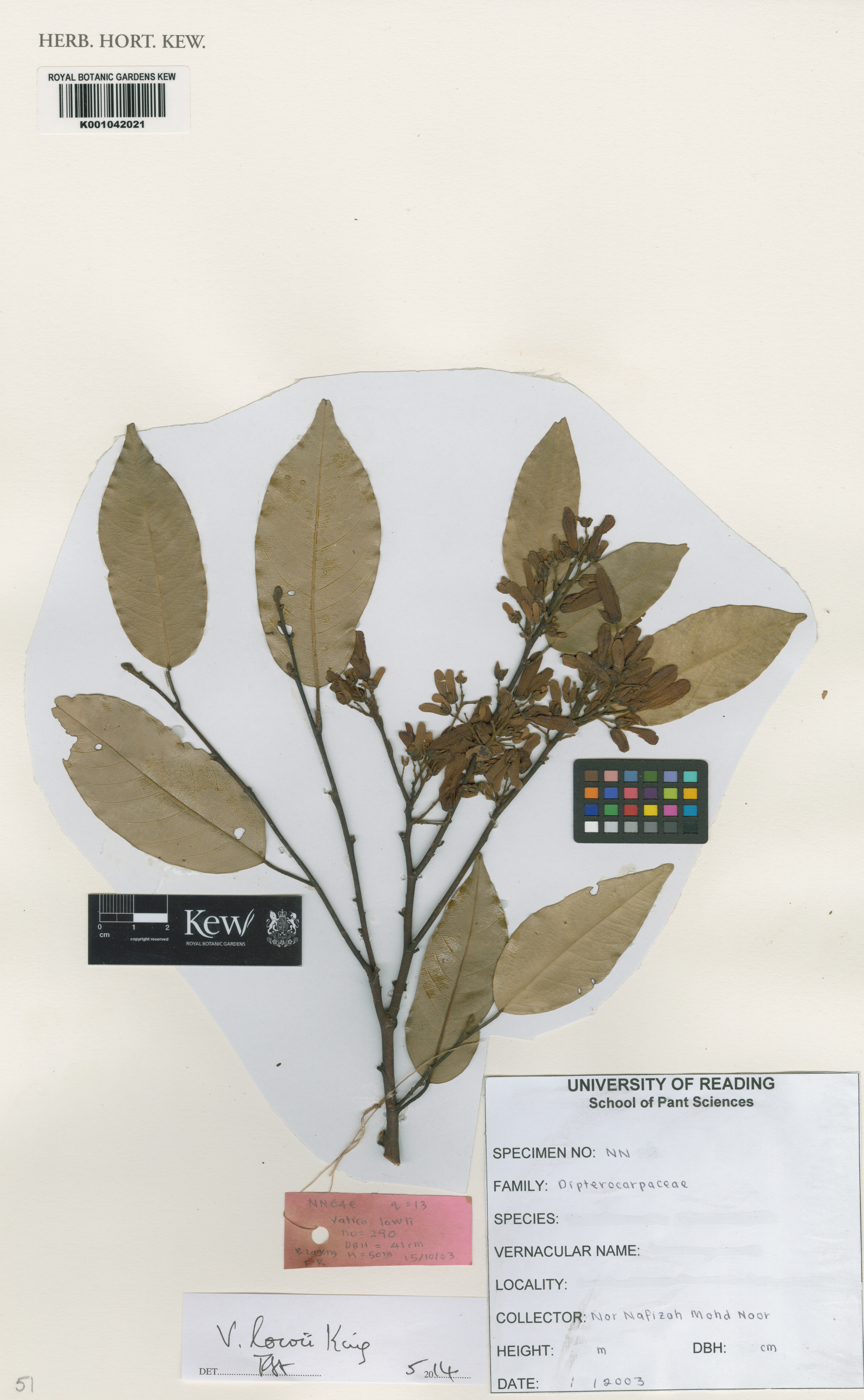 Vatica lowii (Vatica lowii)