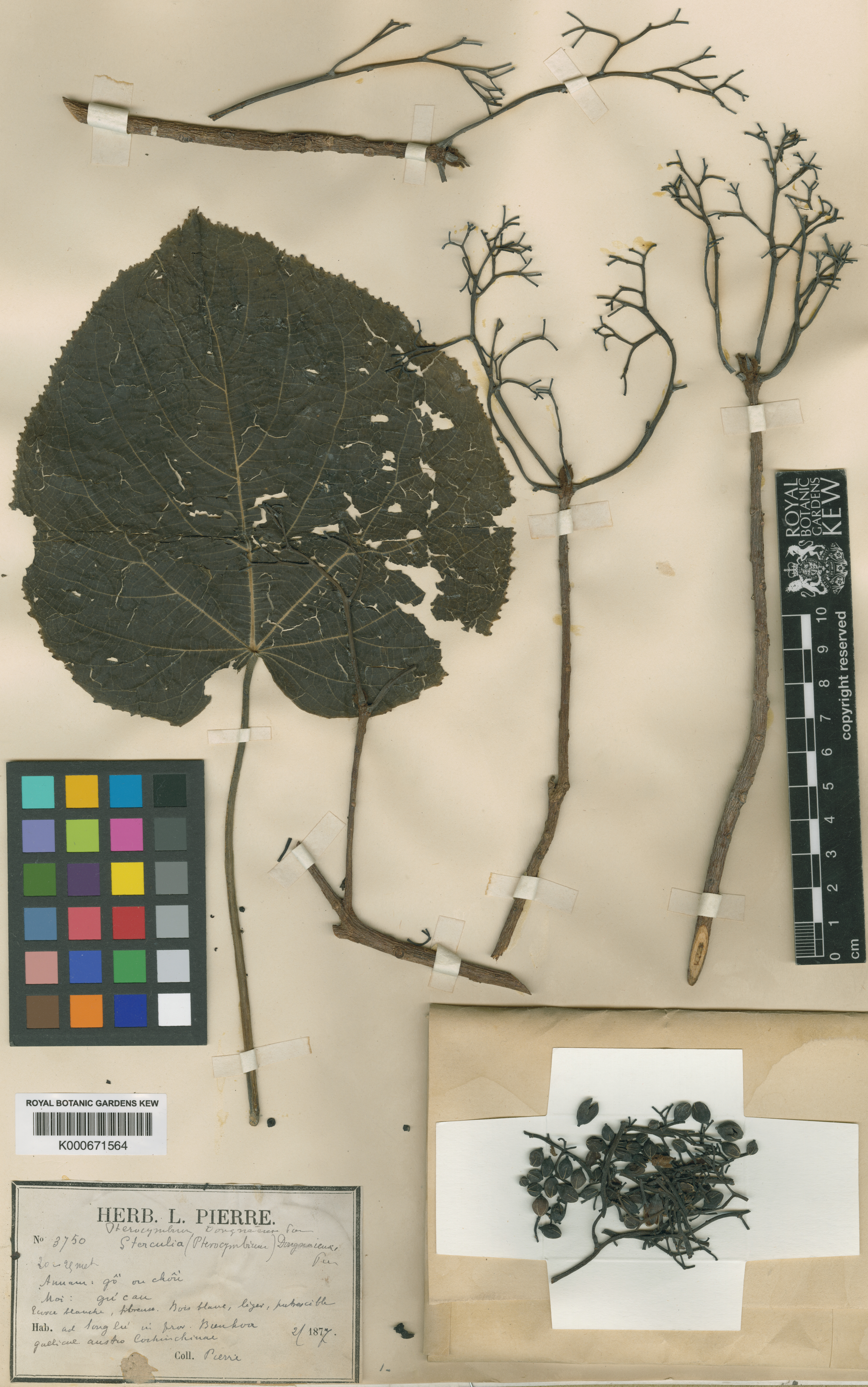 Pterocymbium dongnaiense (Pterocymbium dongnaiense)