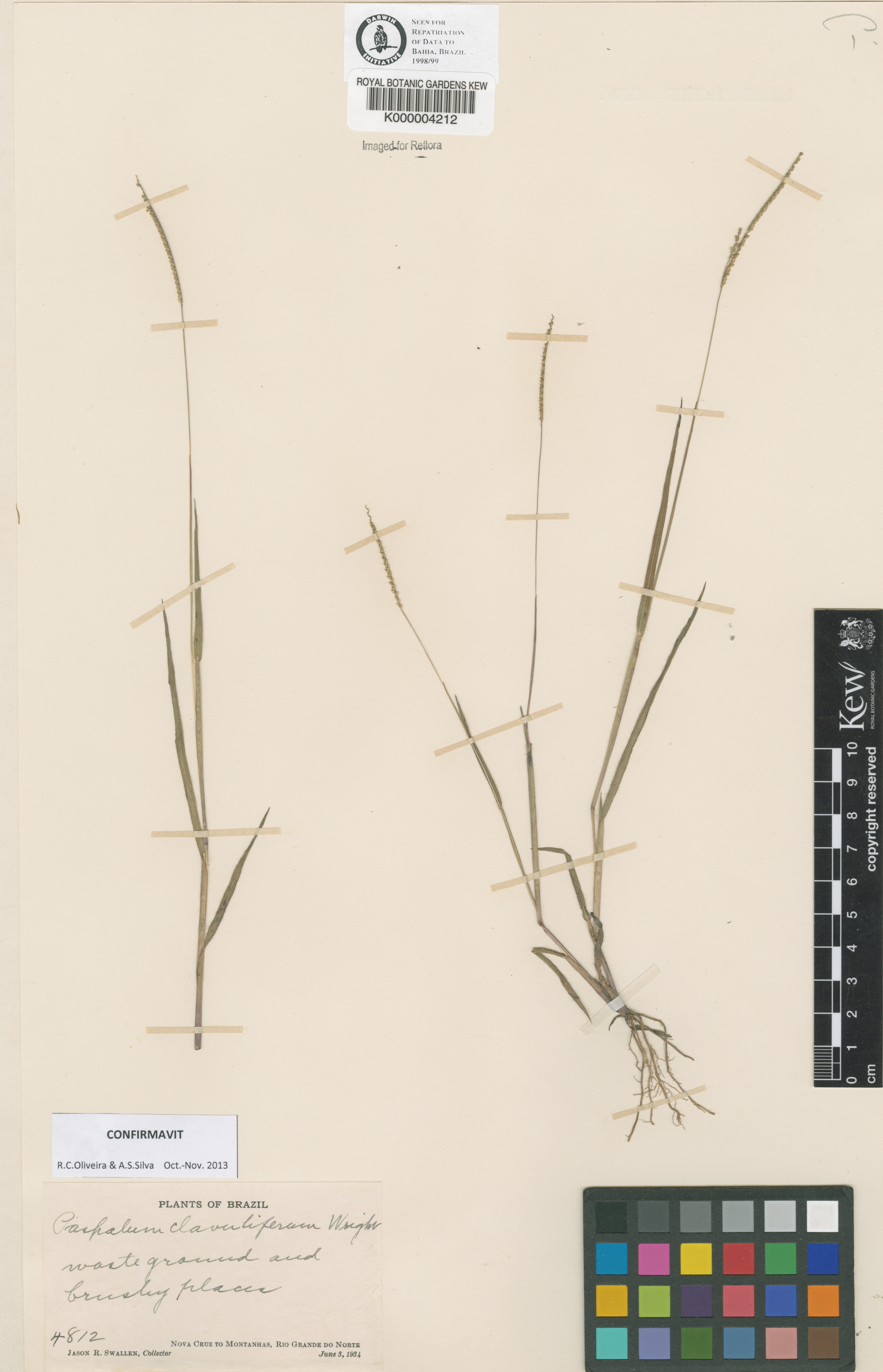 Paspalum clavuliferum
