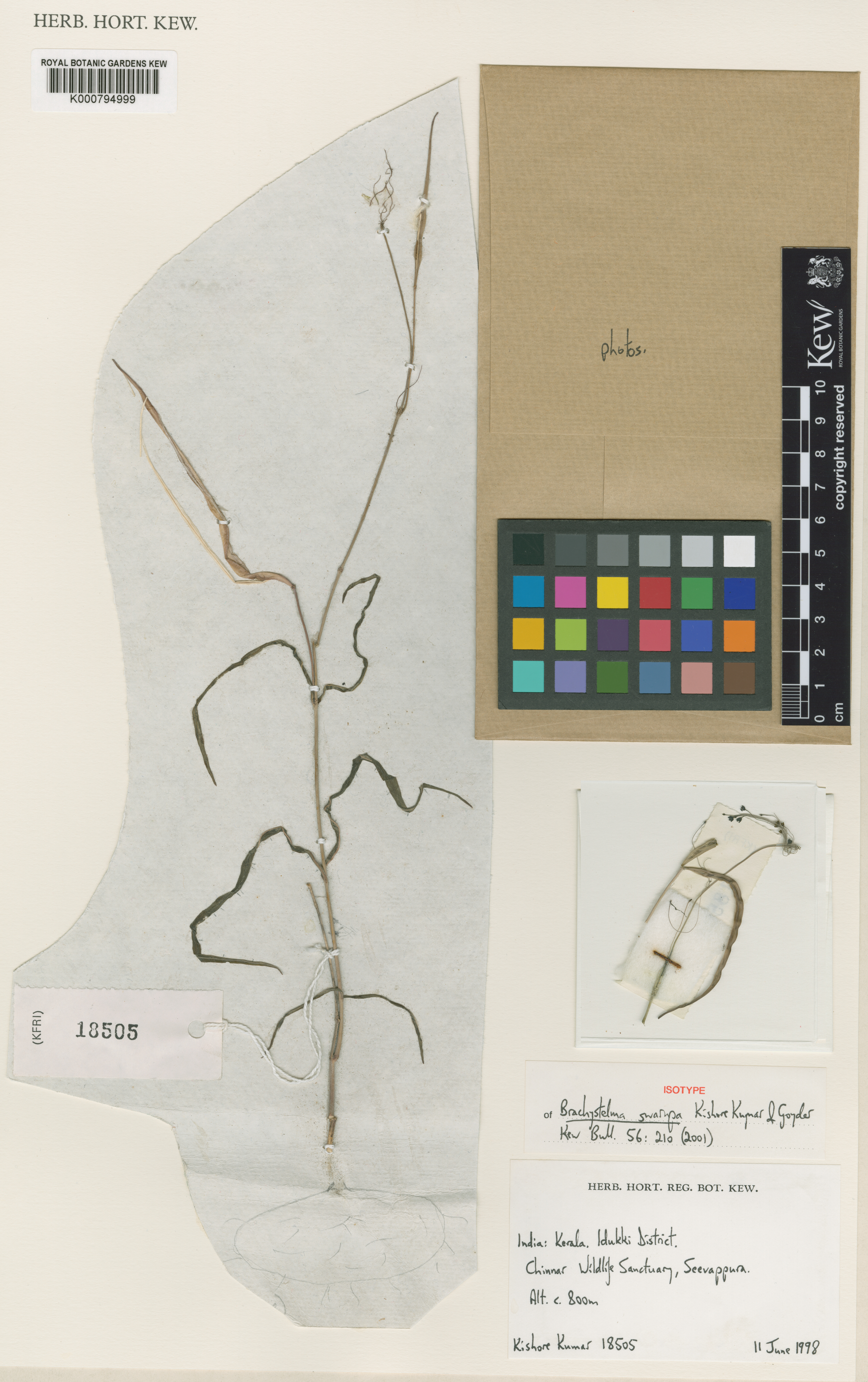 Ceropegia swarupa