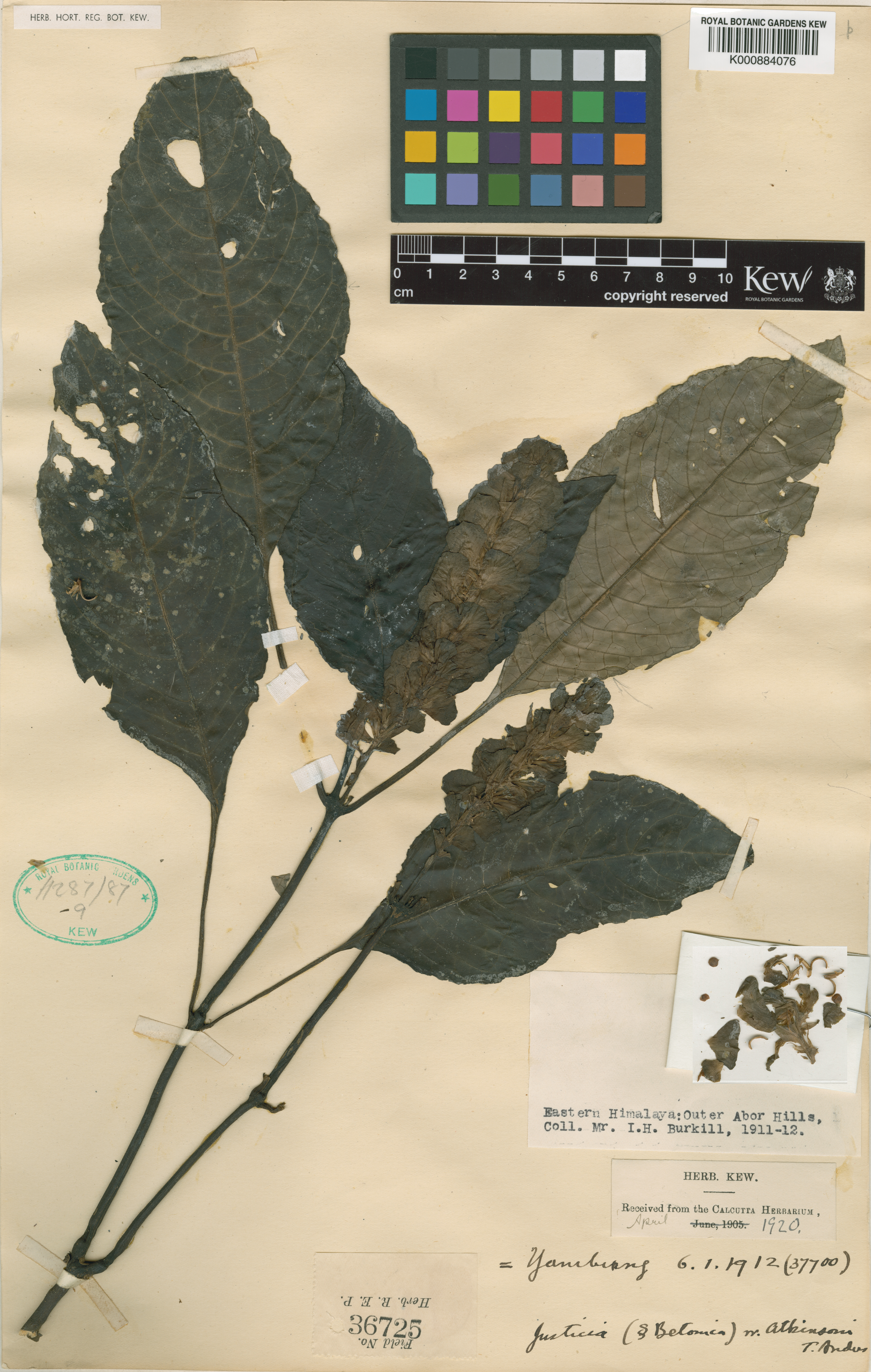 Rungia burmanica (Rungia burmanica)