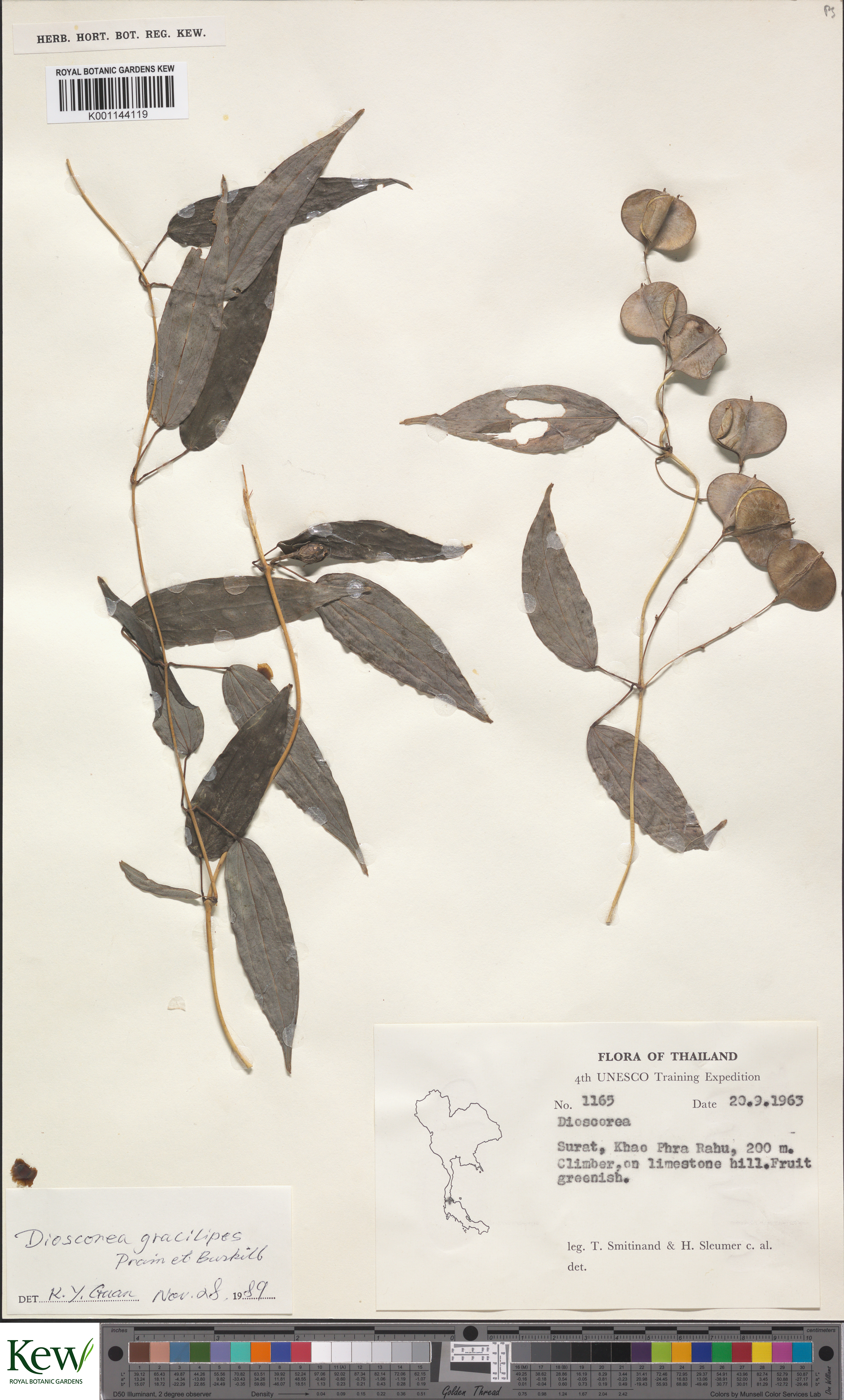 Dioscorea gracilipes (Dioscorea gracilipes)