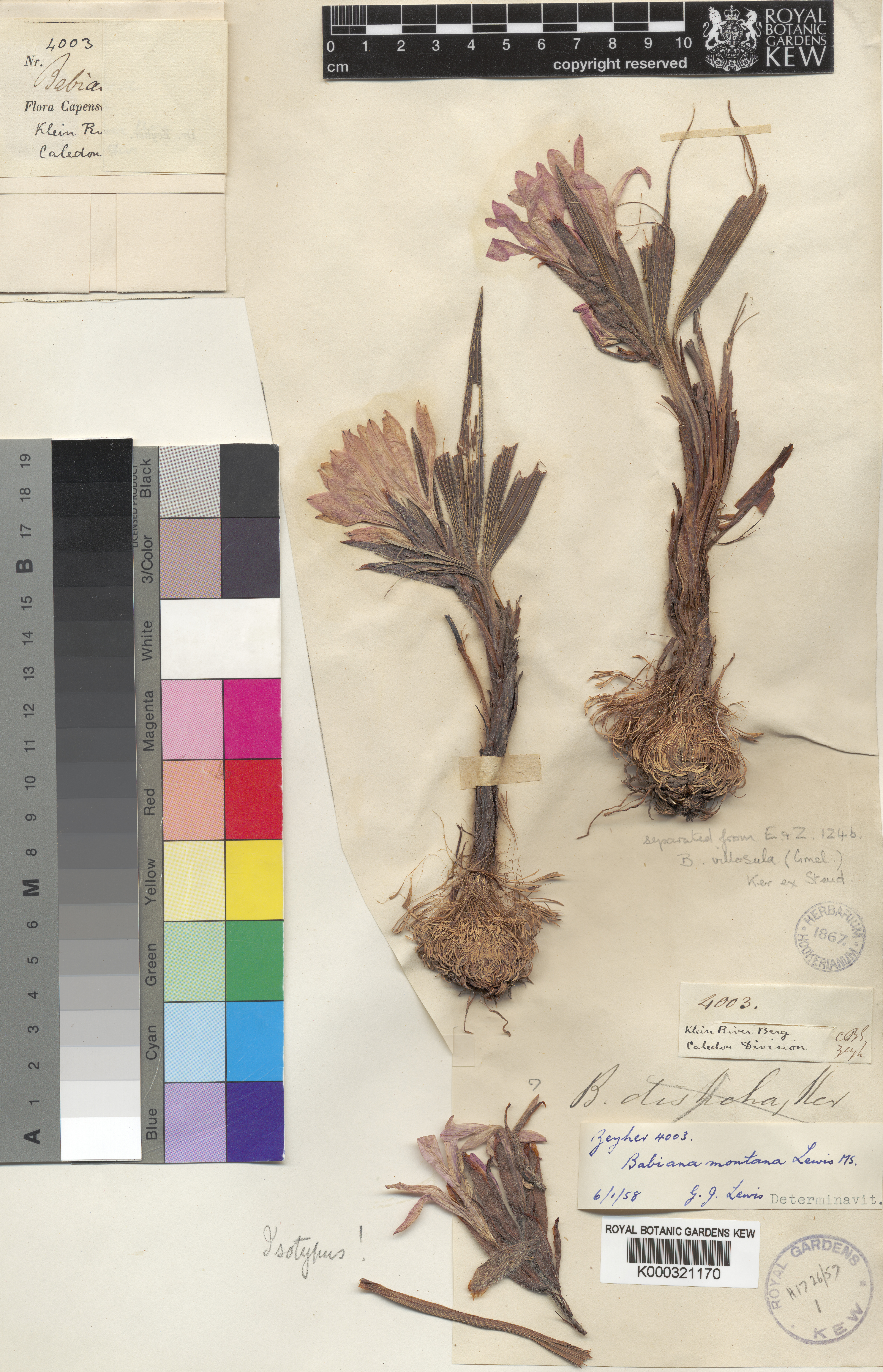 Babiana montana
