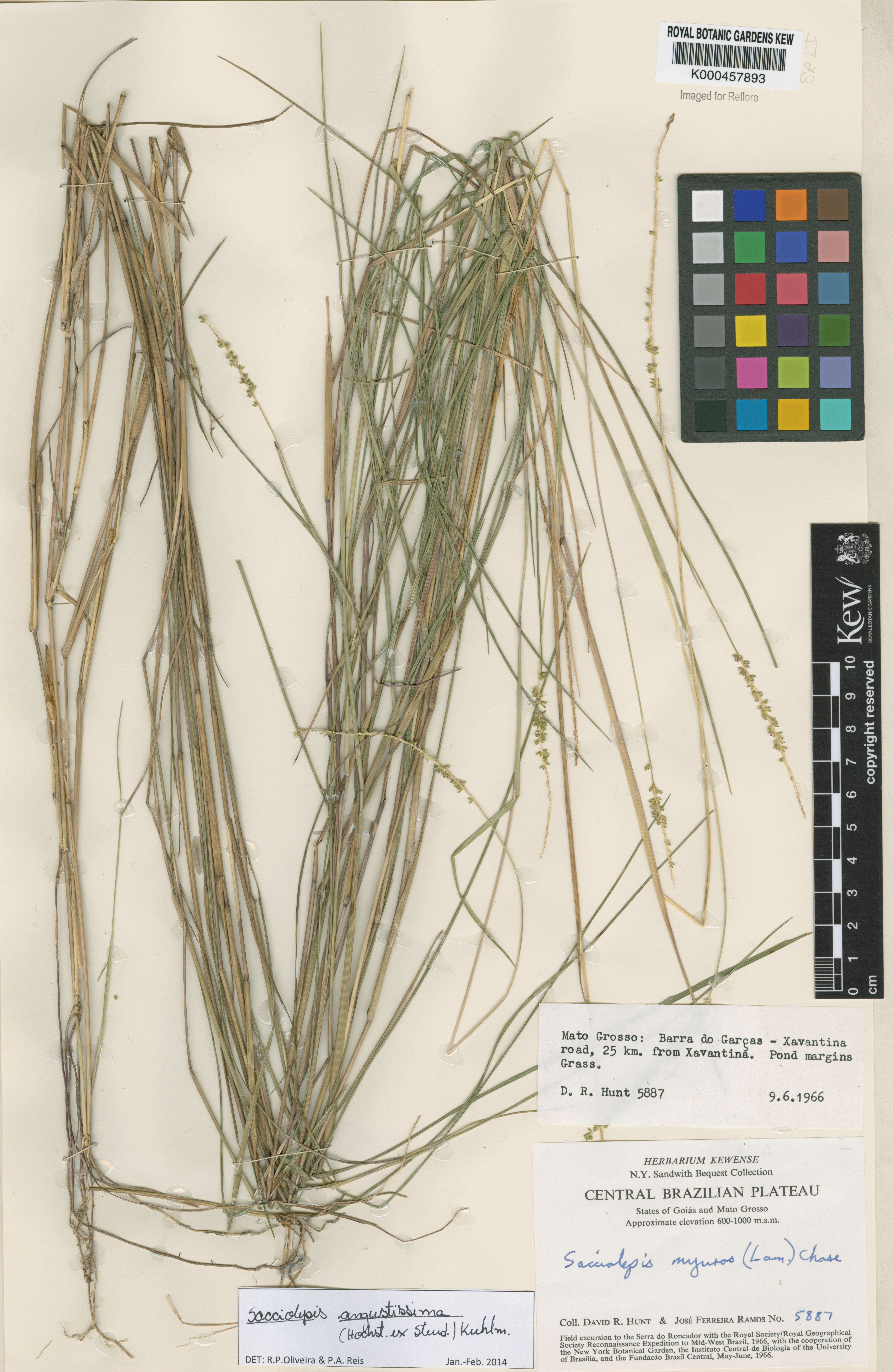 Sacciolepis angustissima